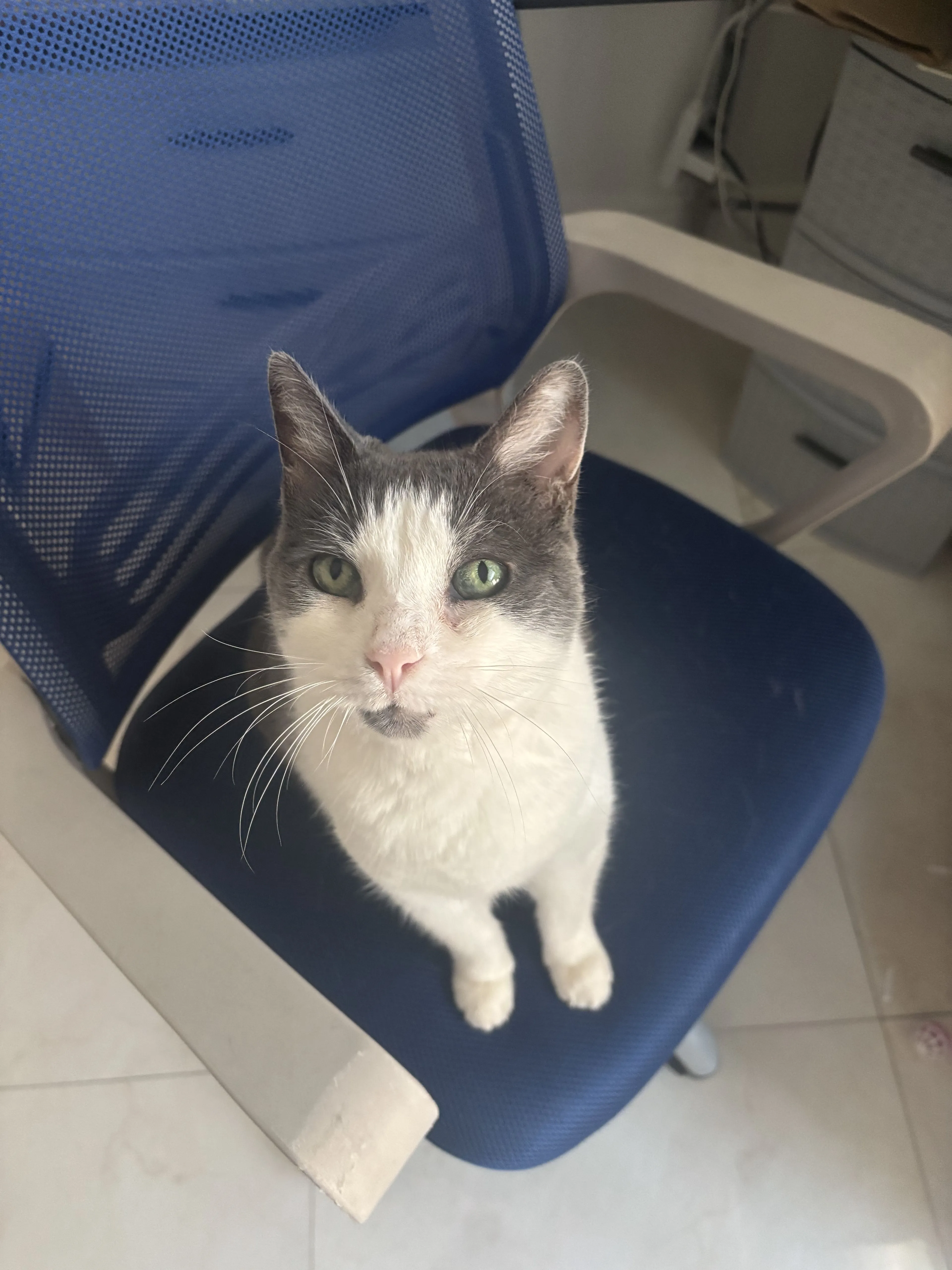 Lost pet-2
