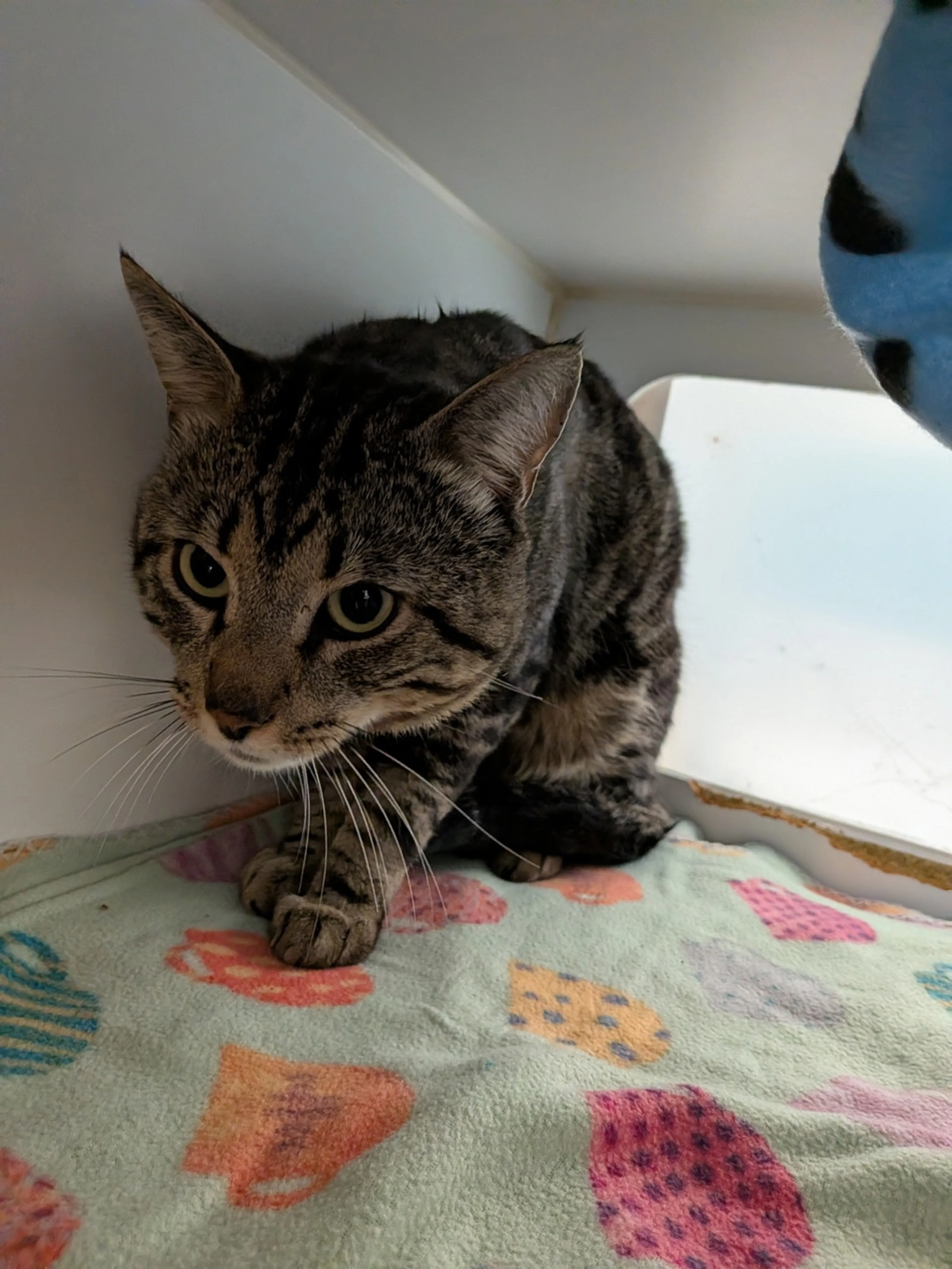 Found pet-1