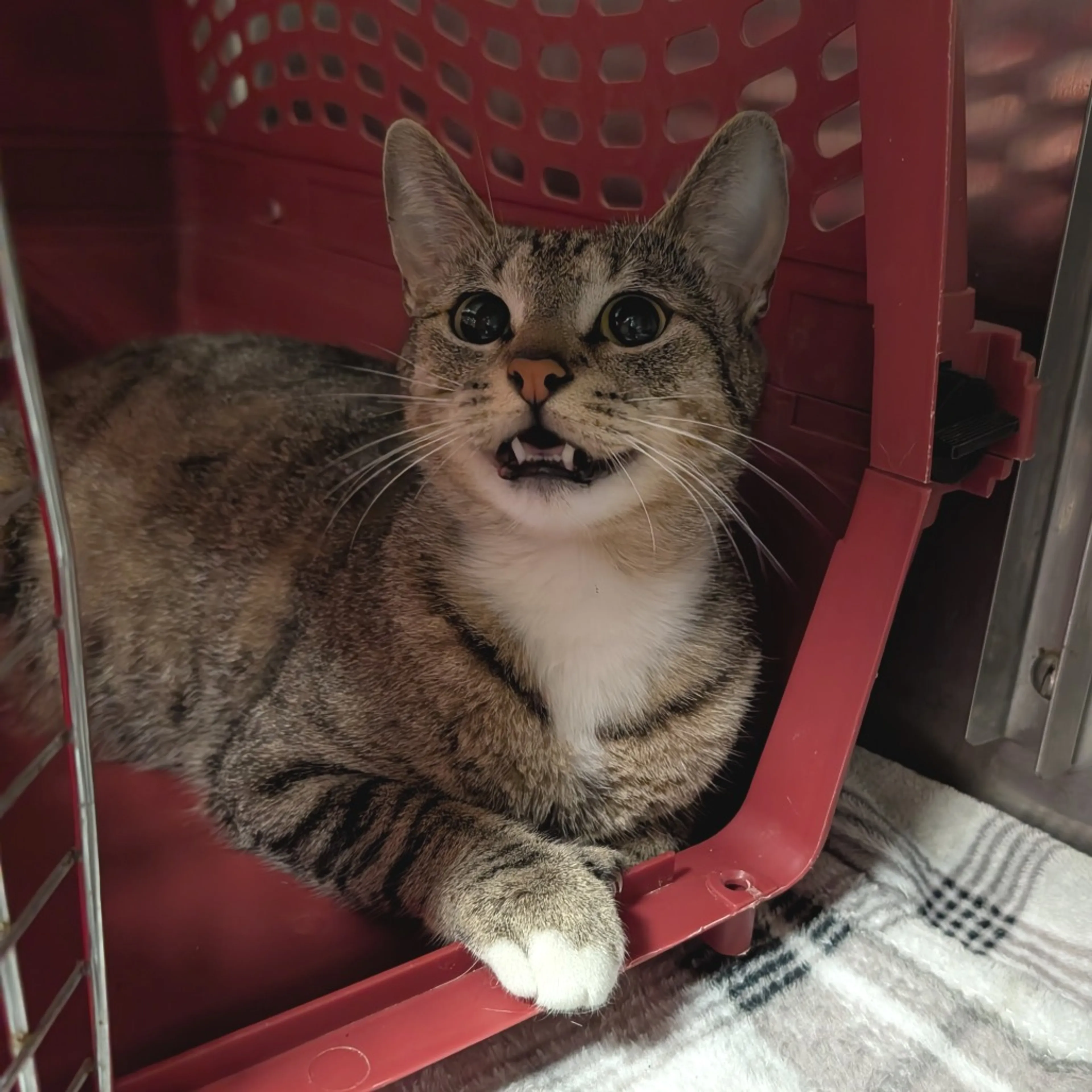 Found pet