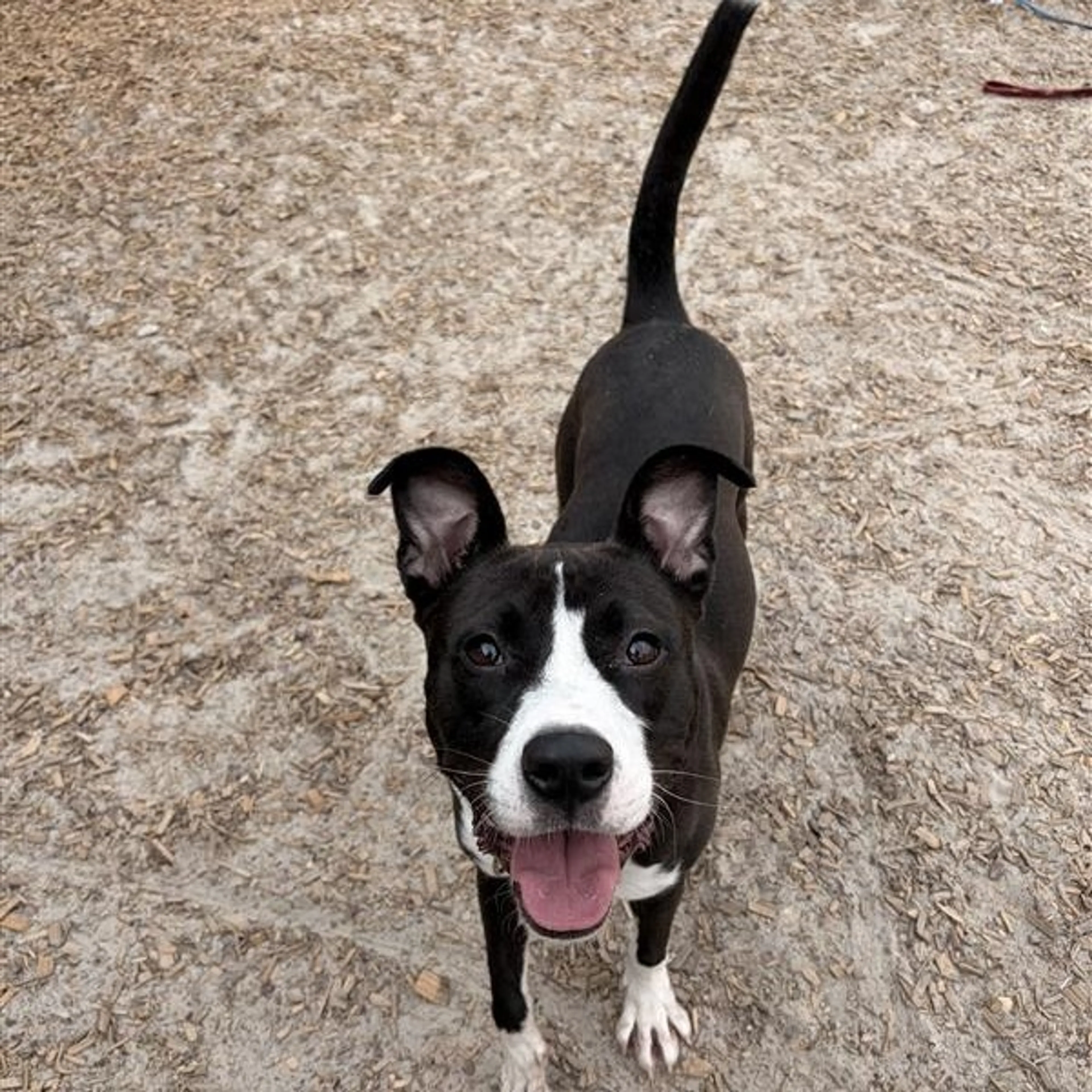 Found pet-2