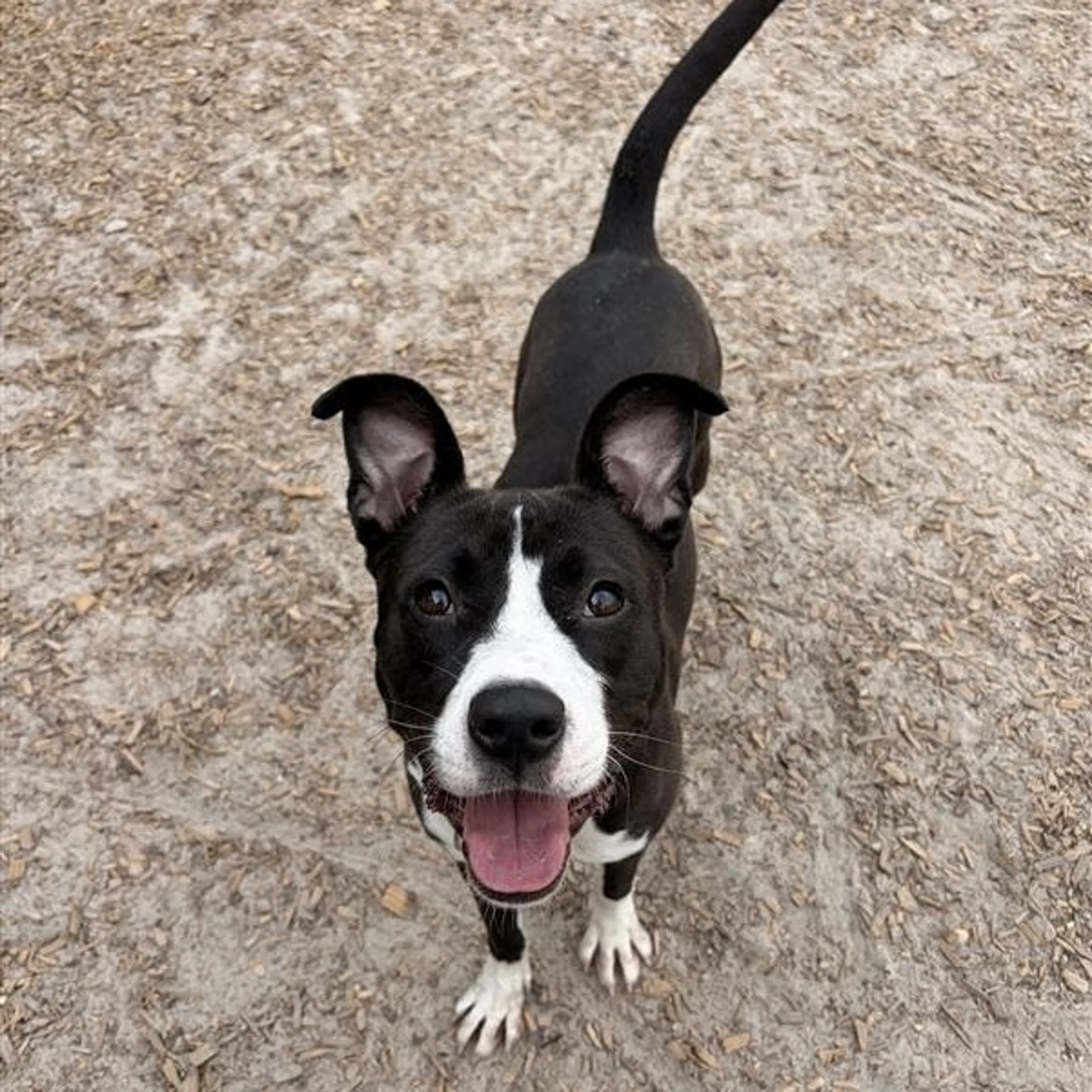 Found pet-1