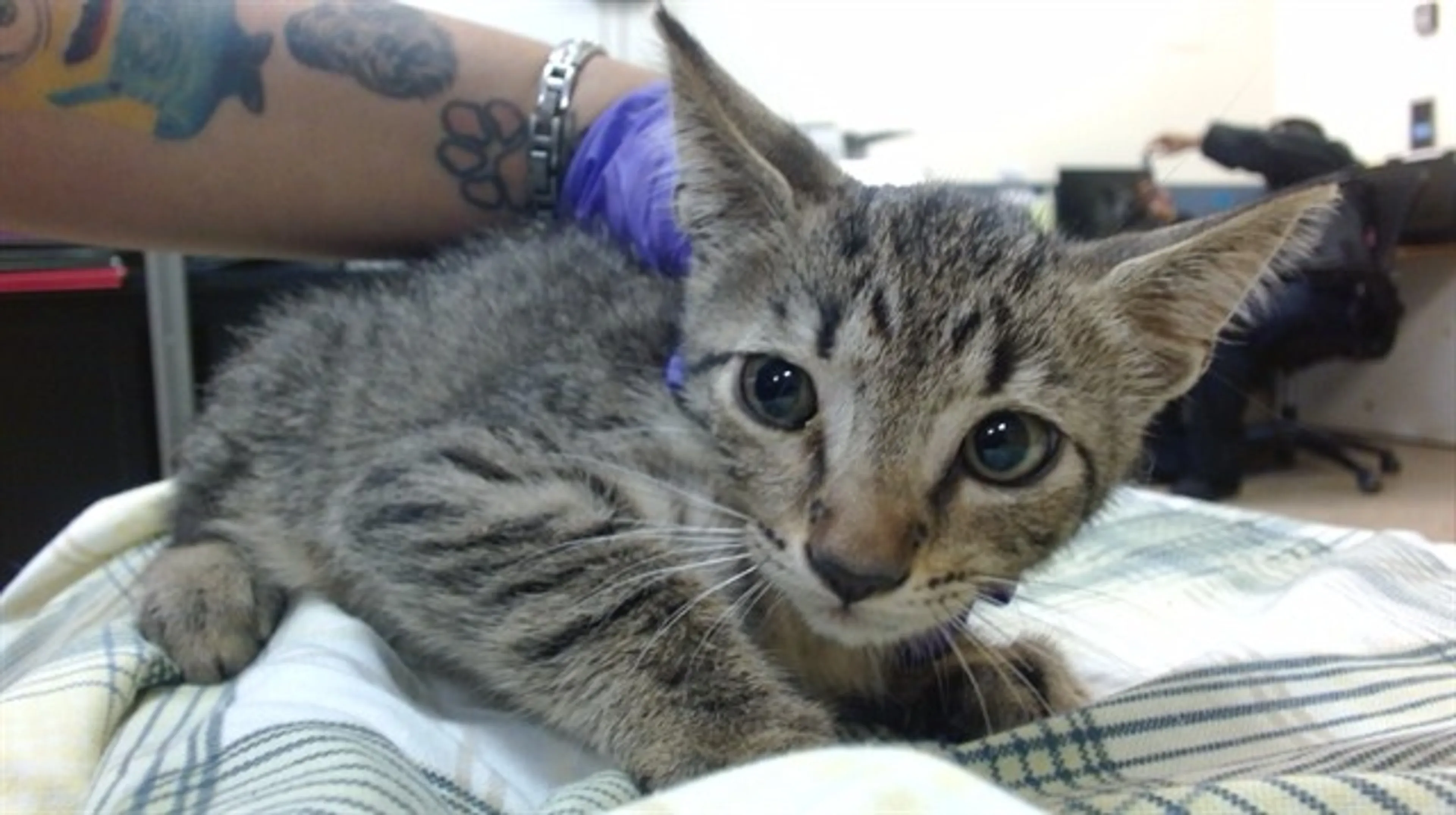 Found pet