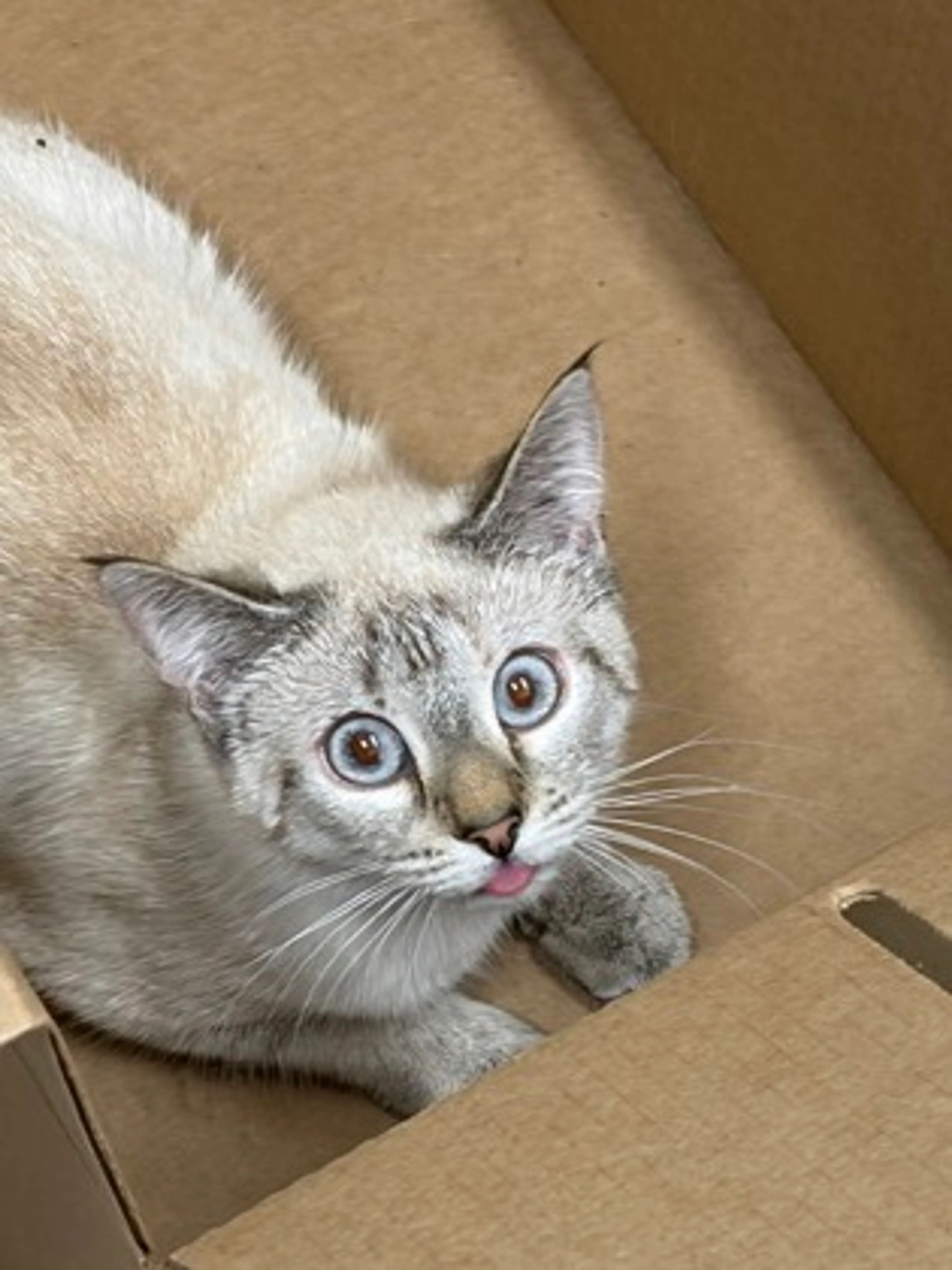 Found pet-1