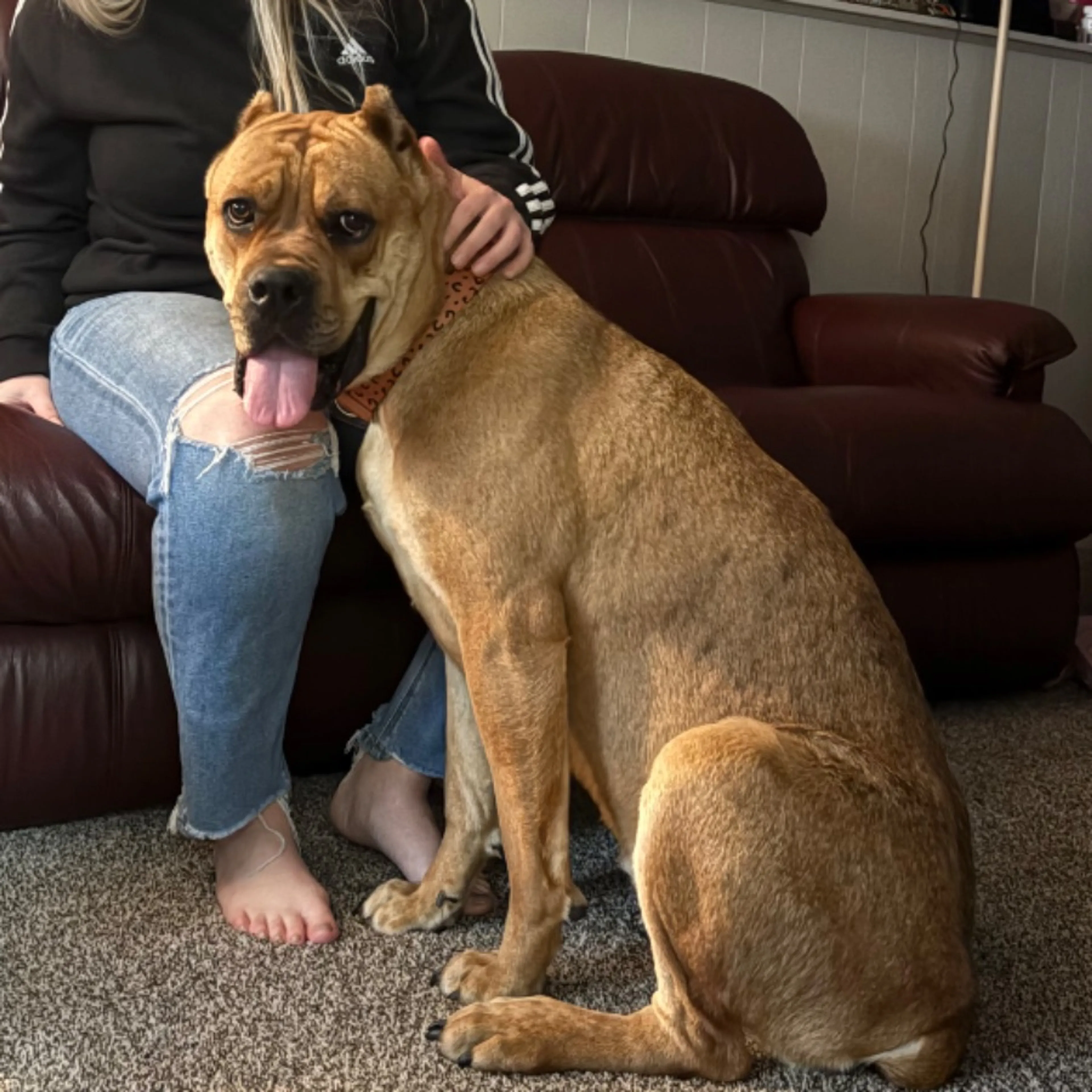 Found pet