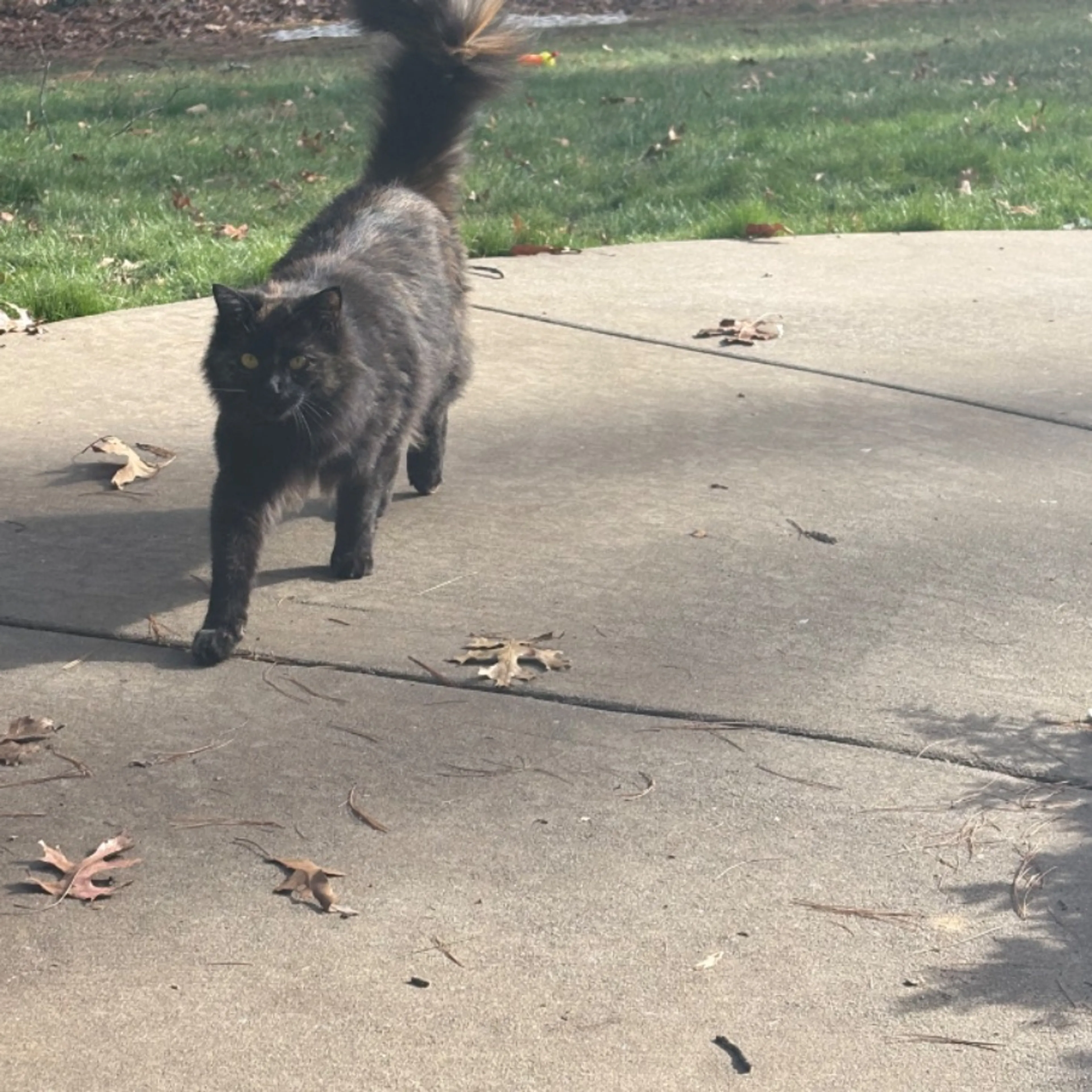 Lost pet