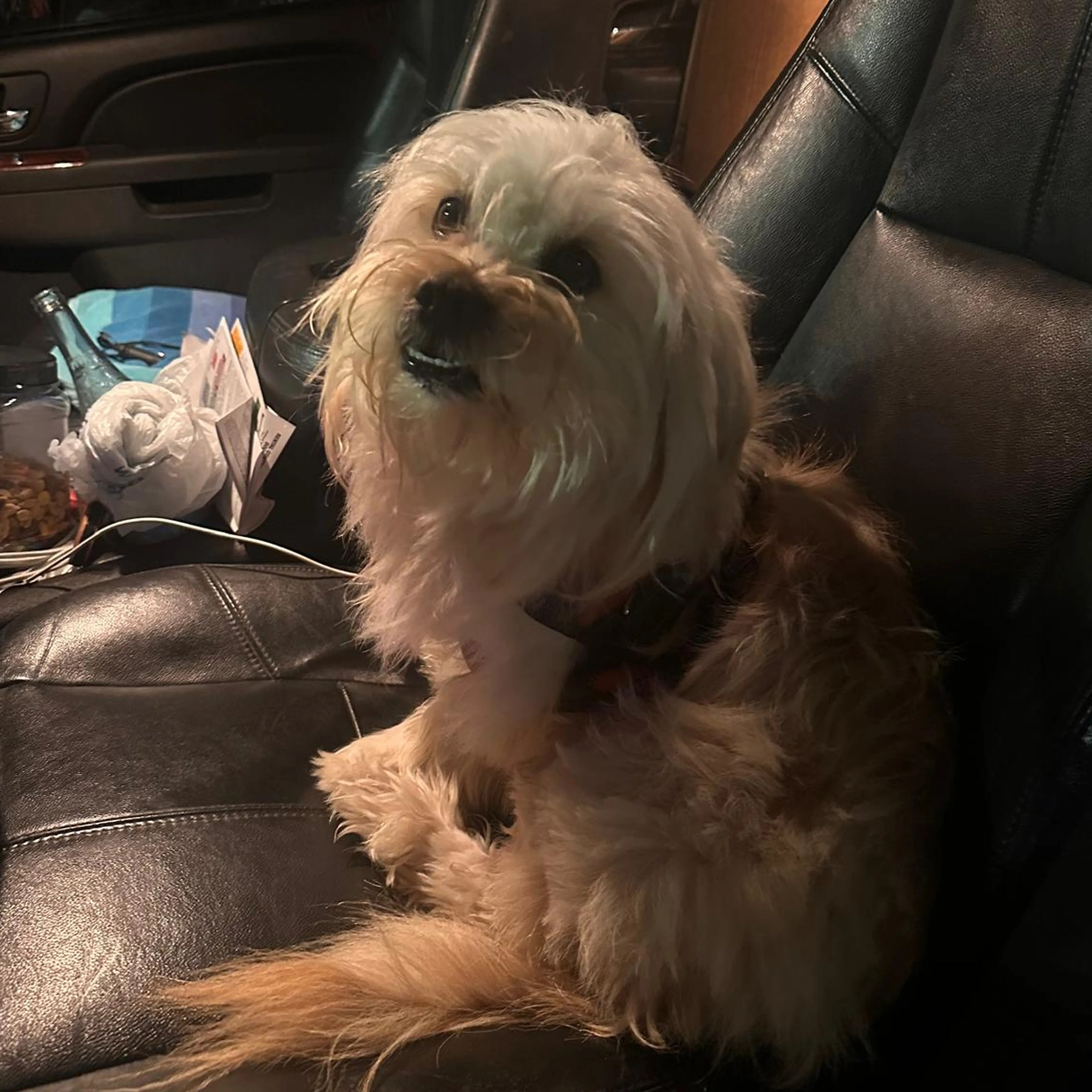 Lost pet-1
