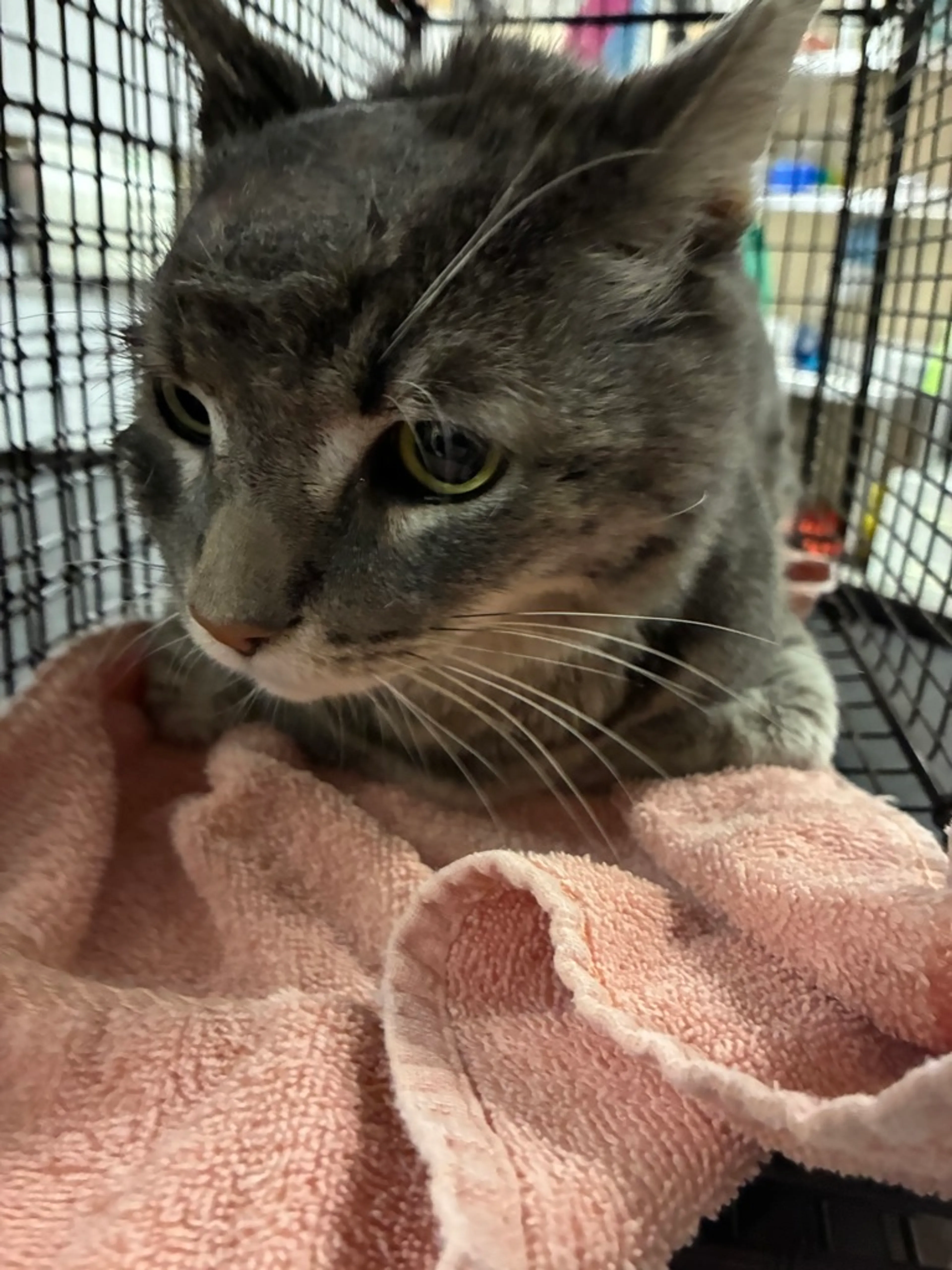 Found pet