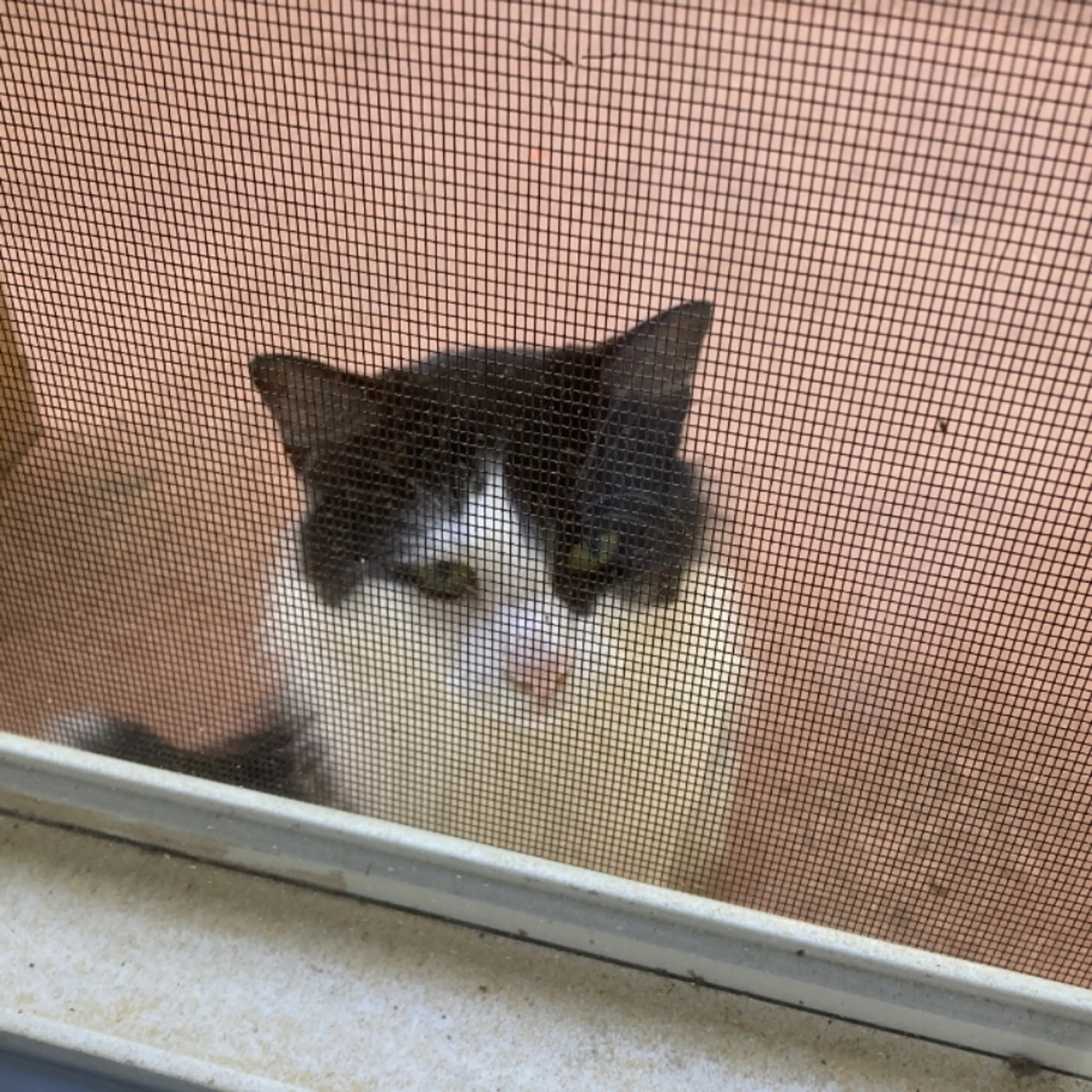 Found pet