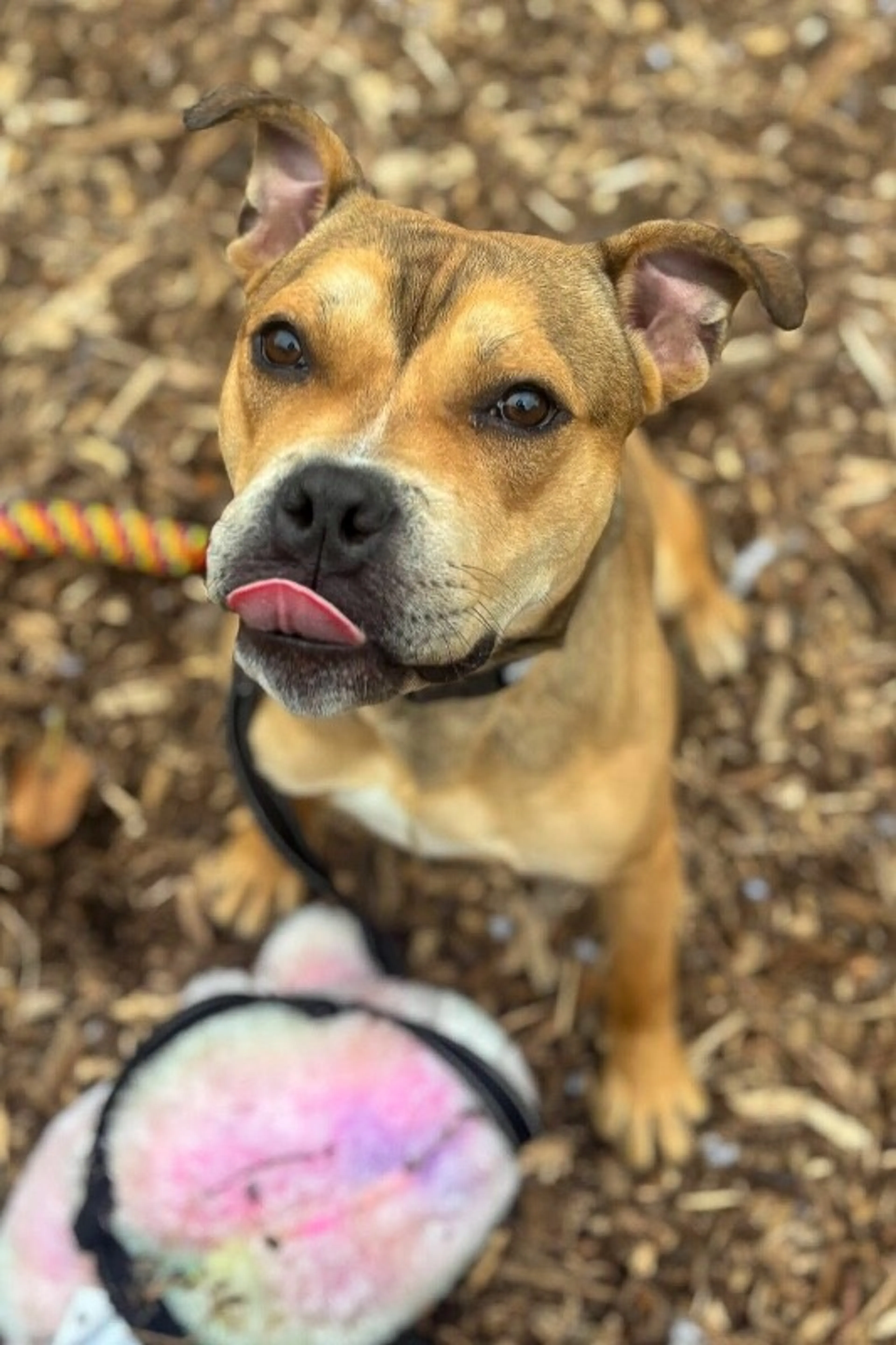Found pet-2