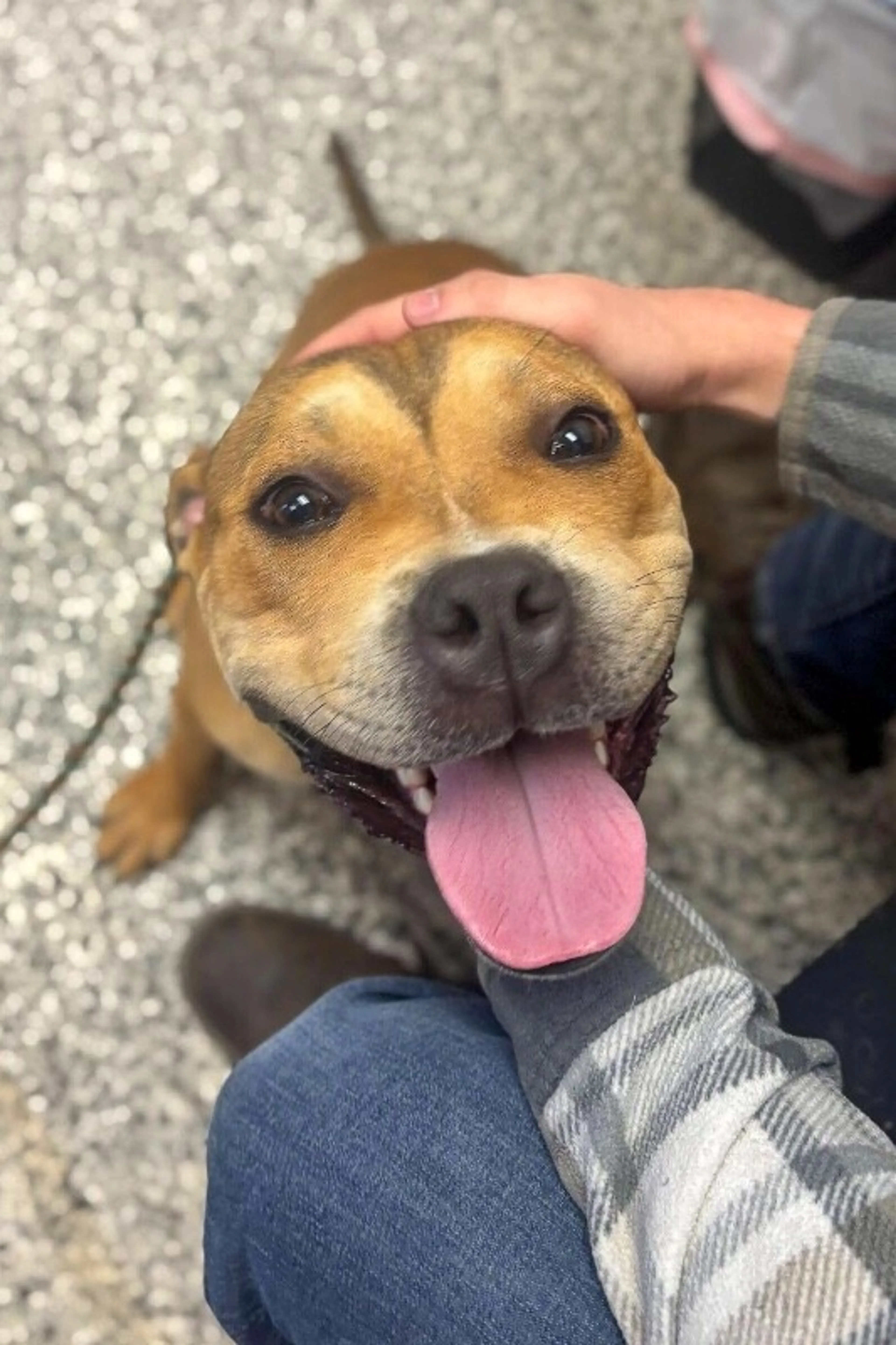 Found pet-1