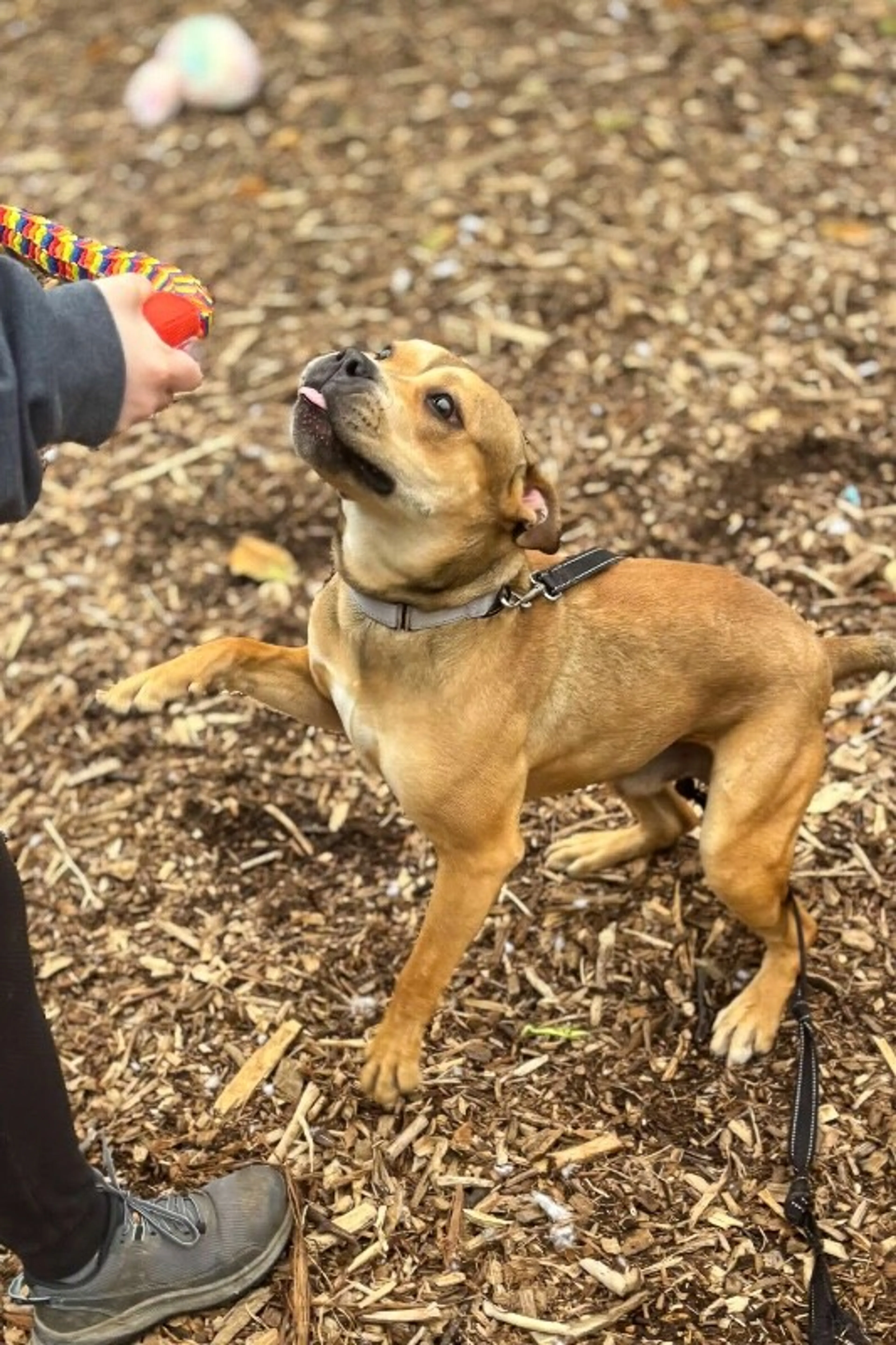 Found pet-3