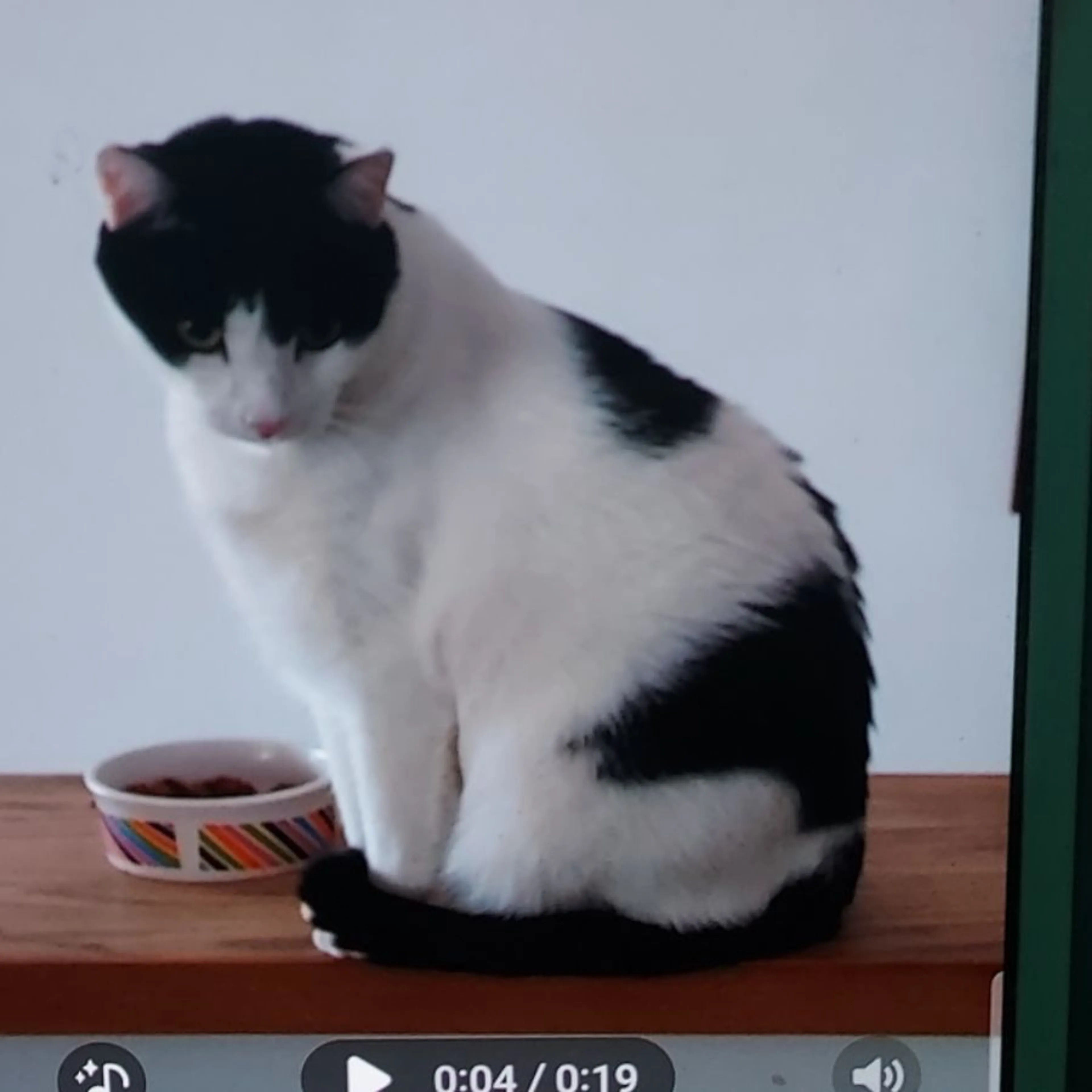 Lost pet