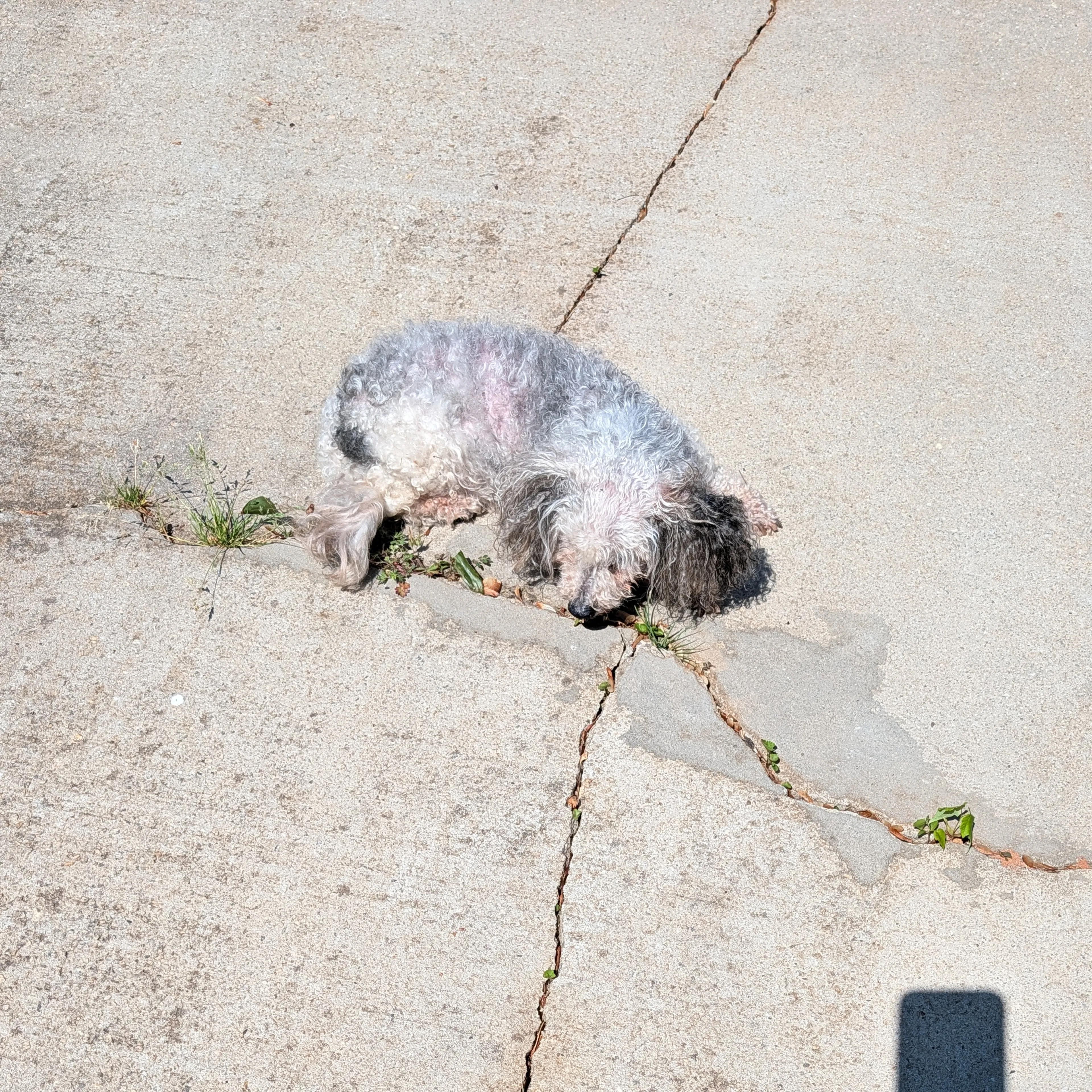 Found pet-1