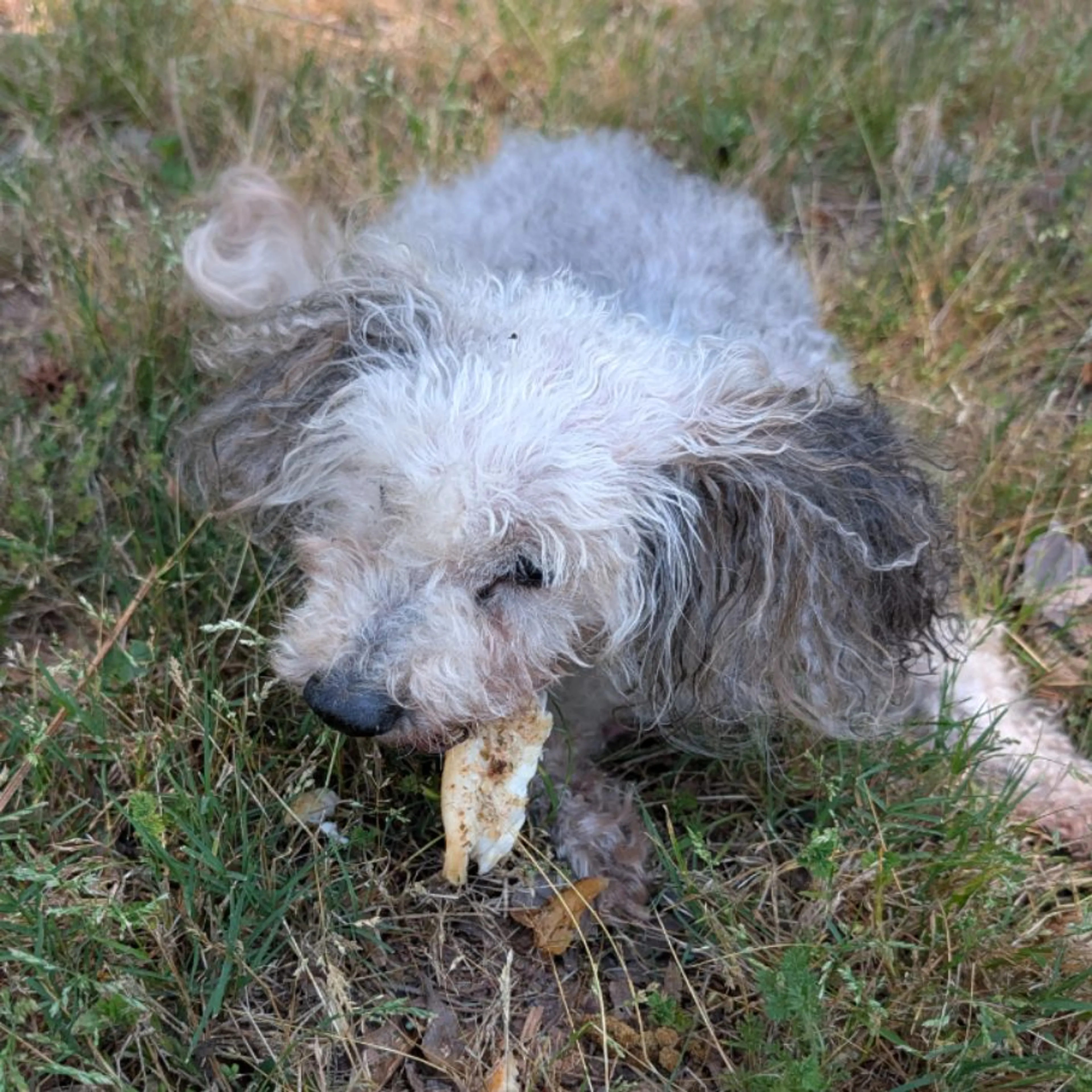 Found pet-0