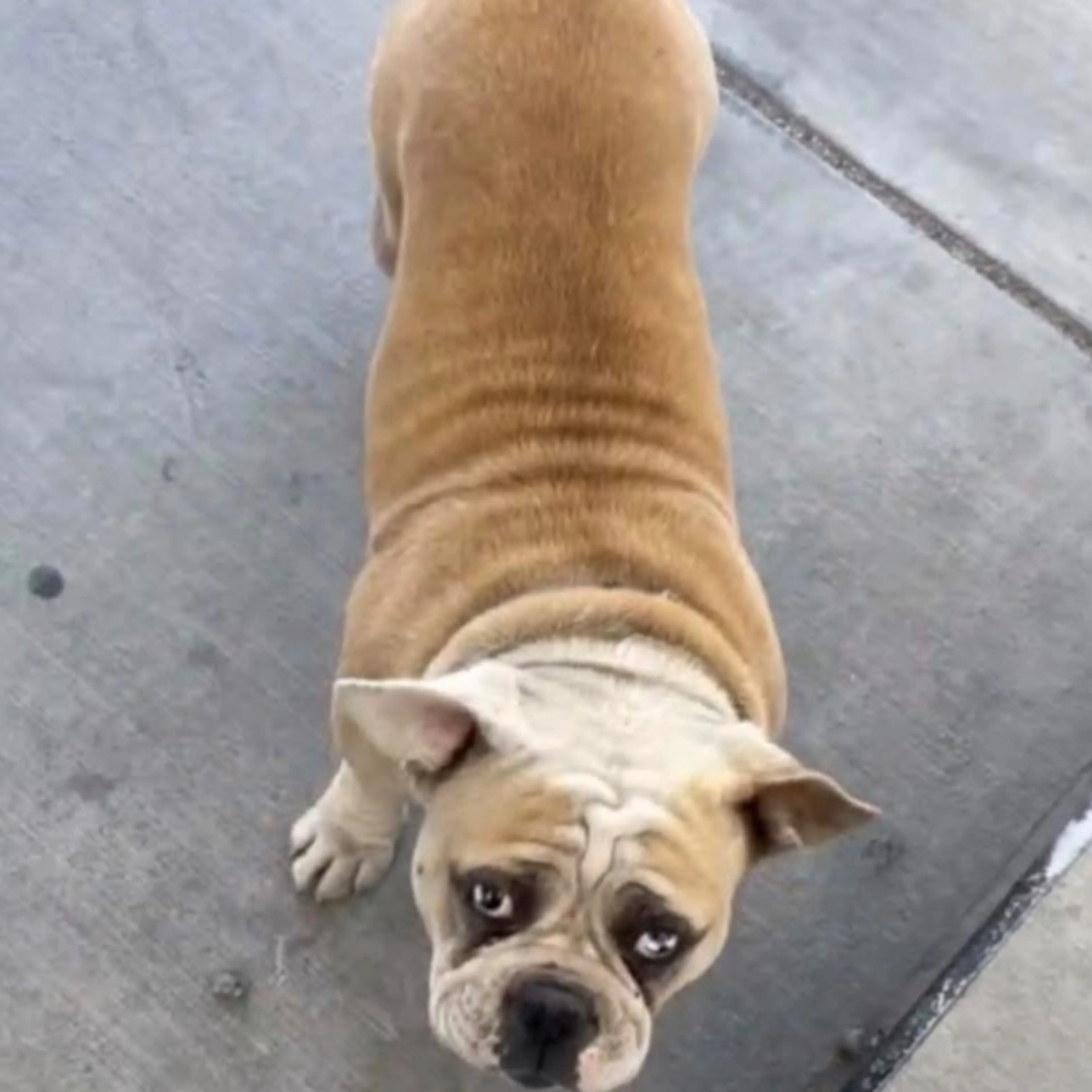 Found pet