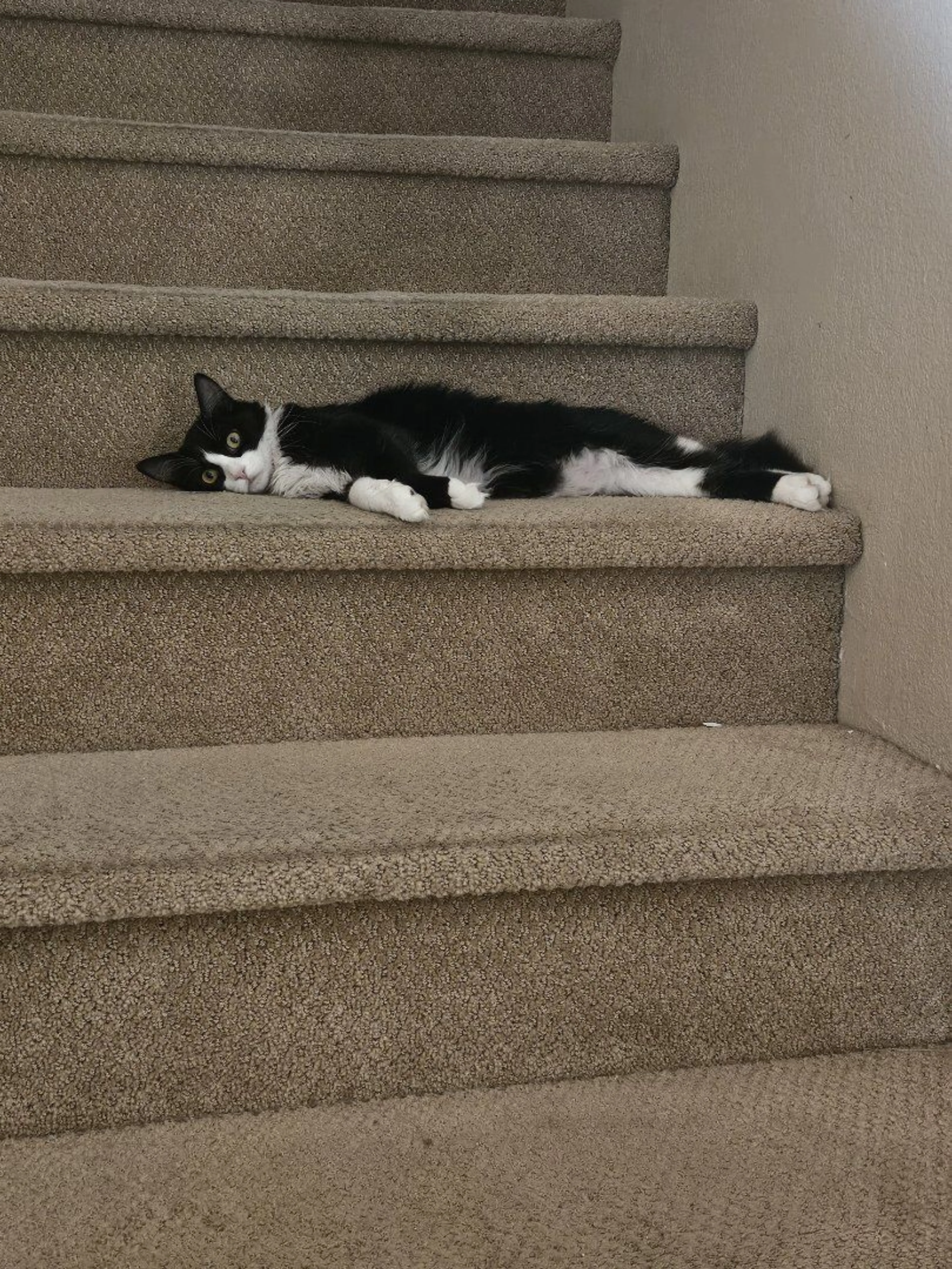Lost pet-2