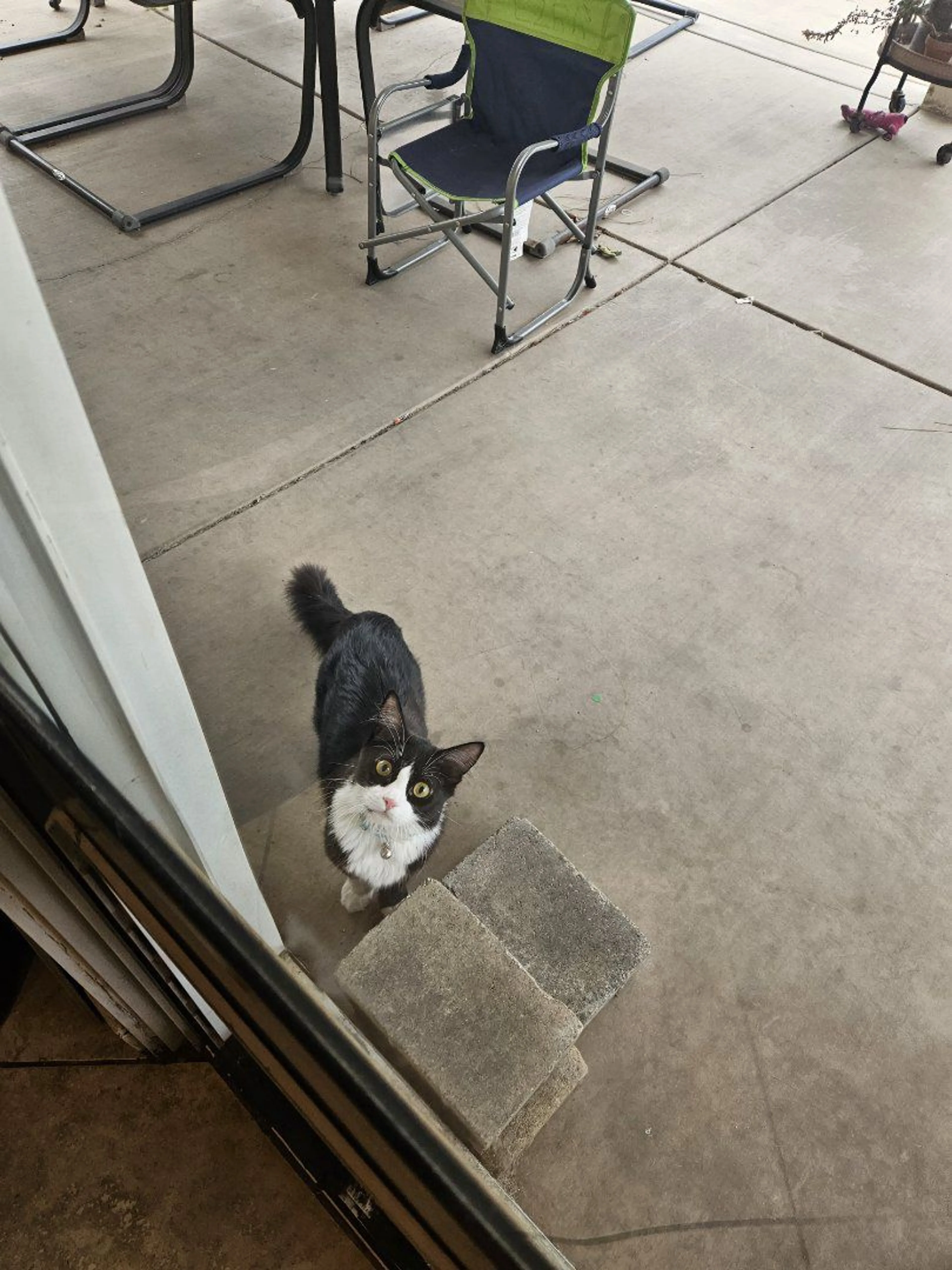 Lost pet-1