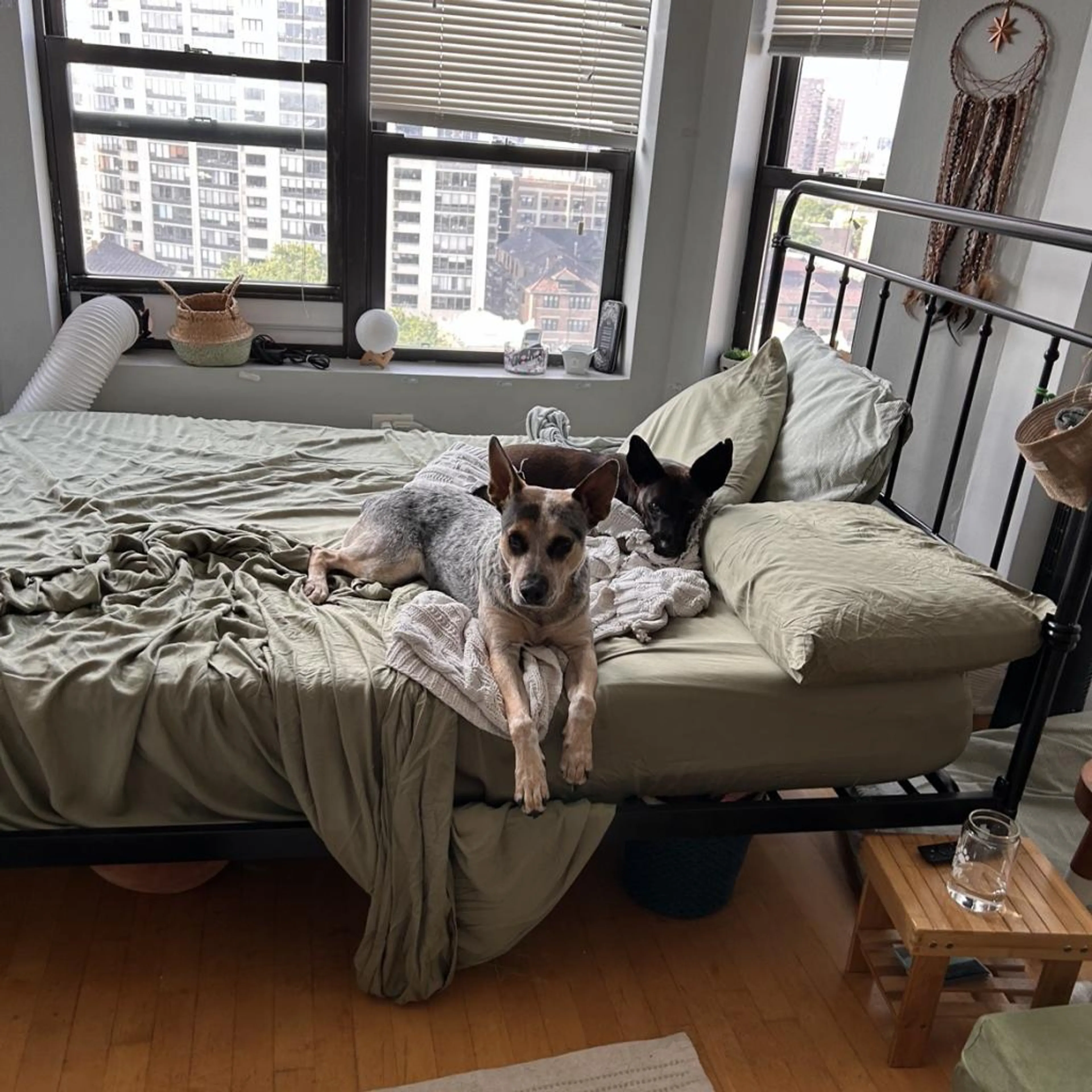 Found pet-4