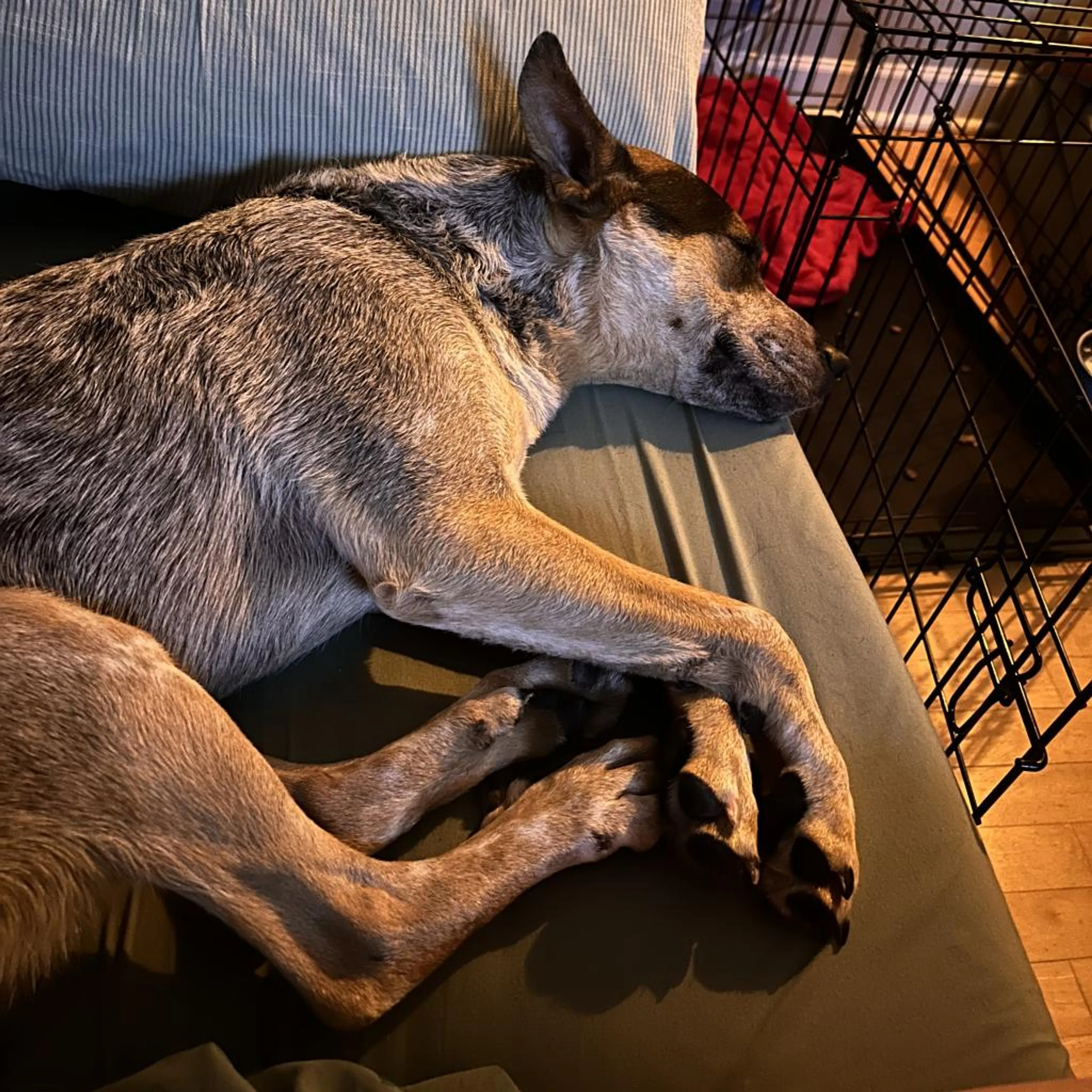 Found pet-3
