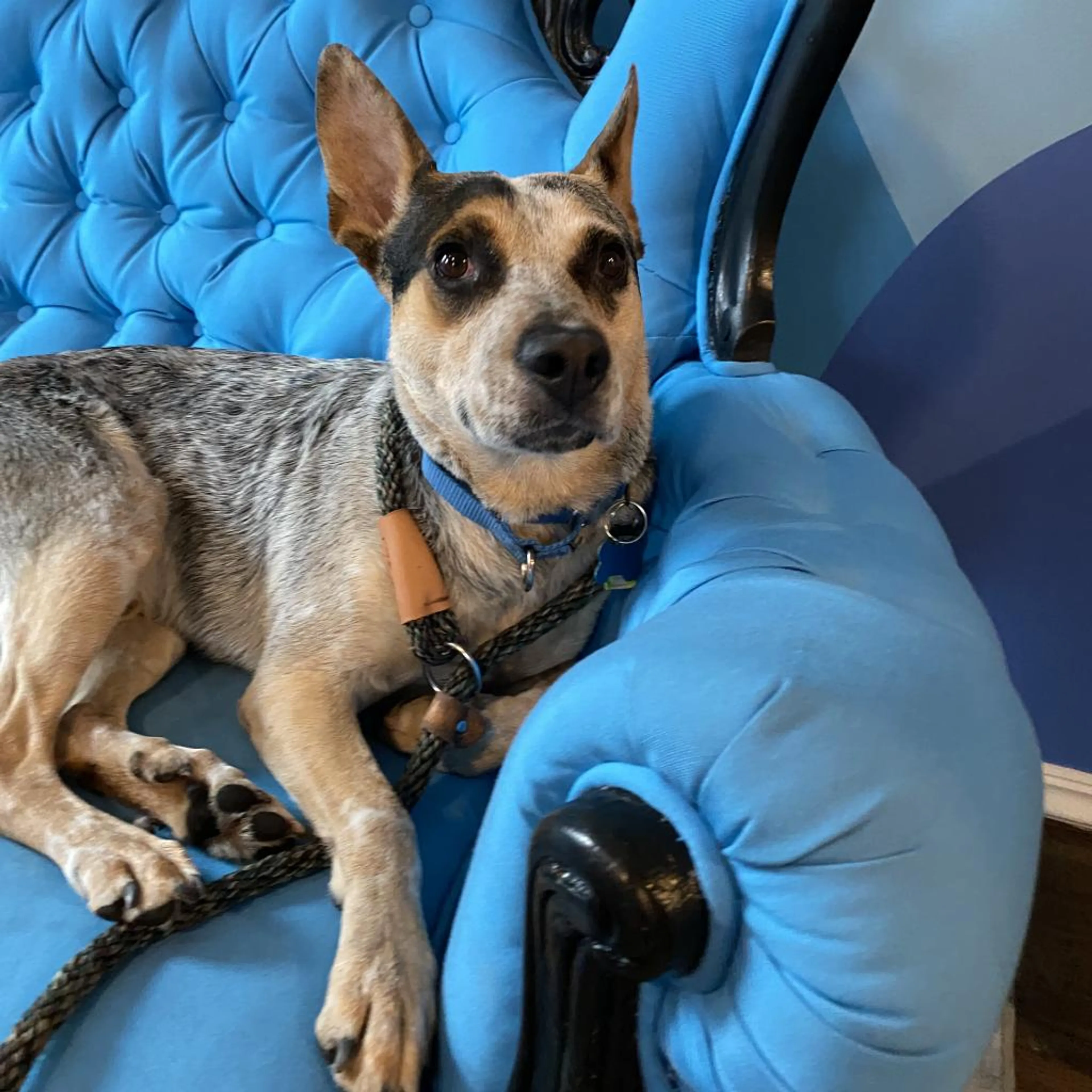Found pet-2
