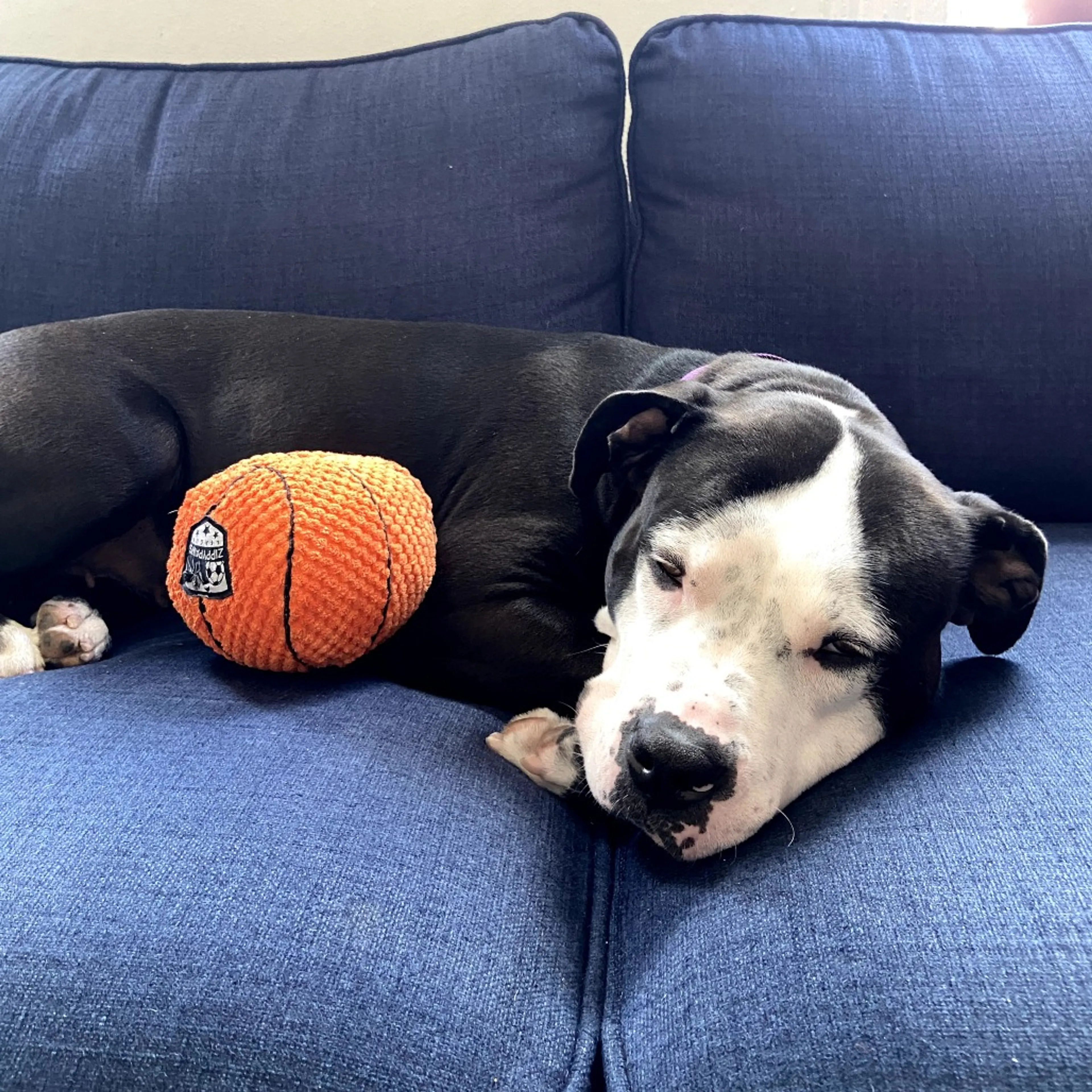 Found pet-7
