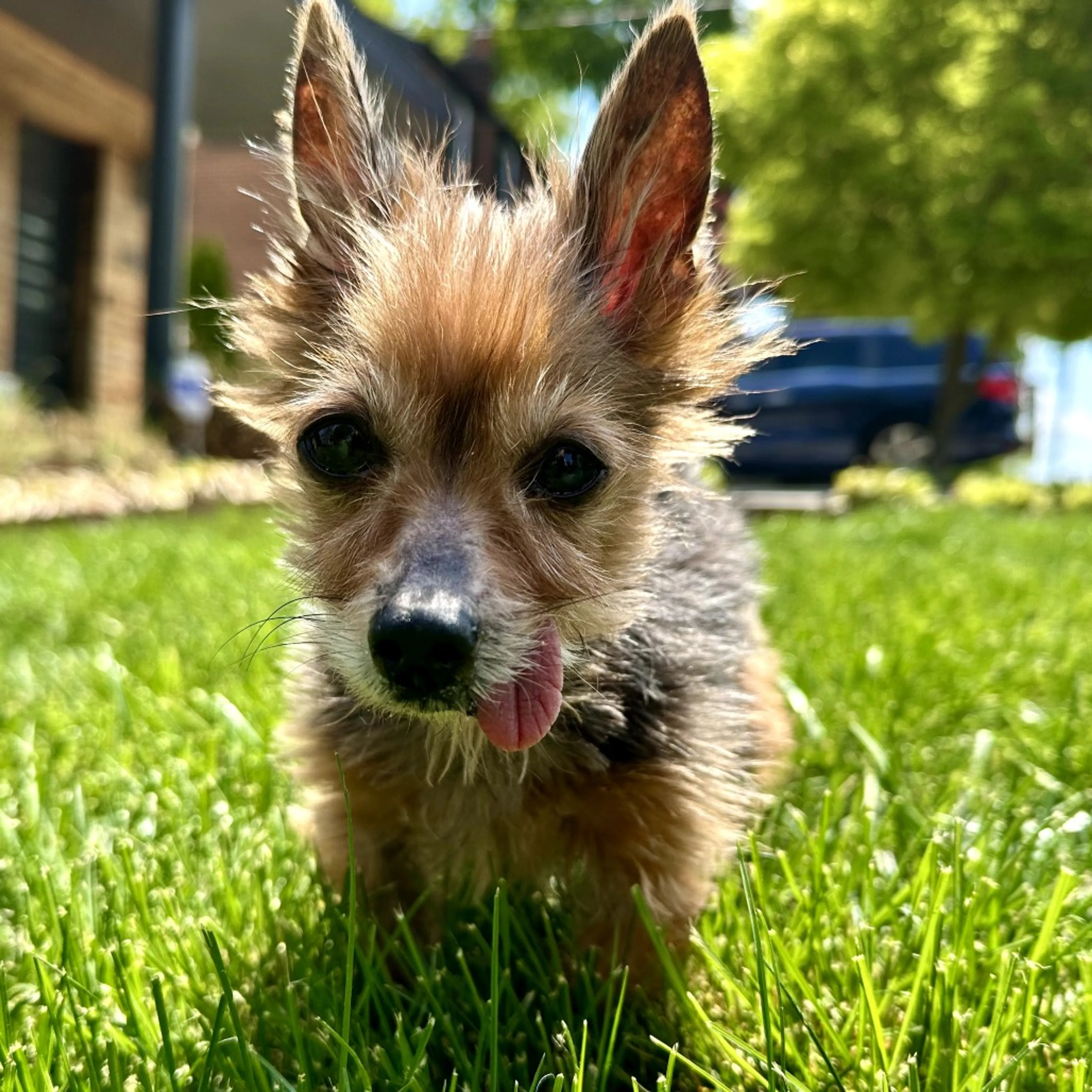 Found pet-2