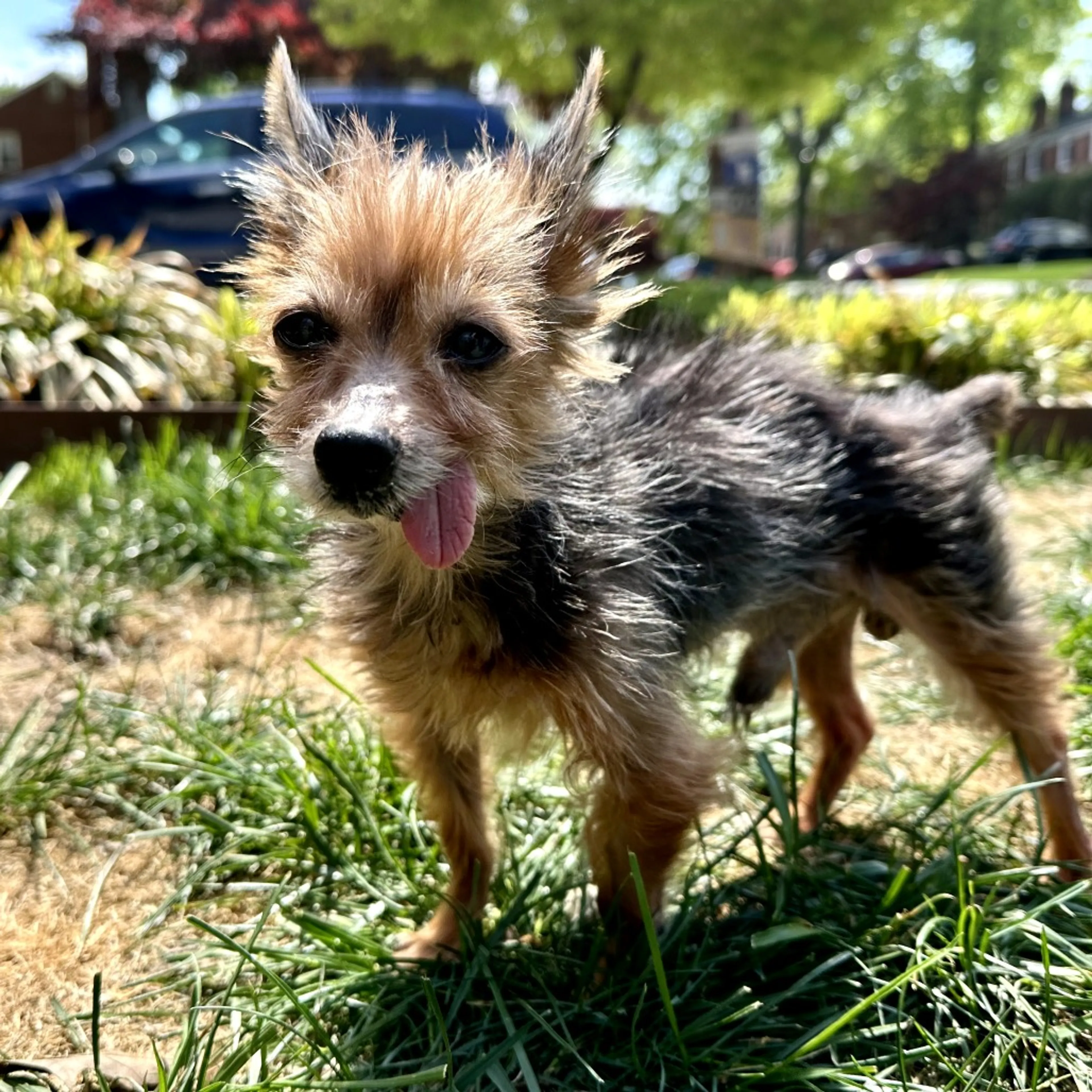 Found pet-4