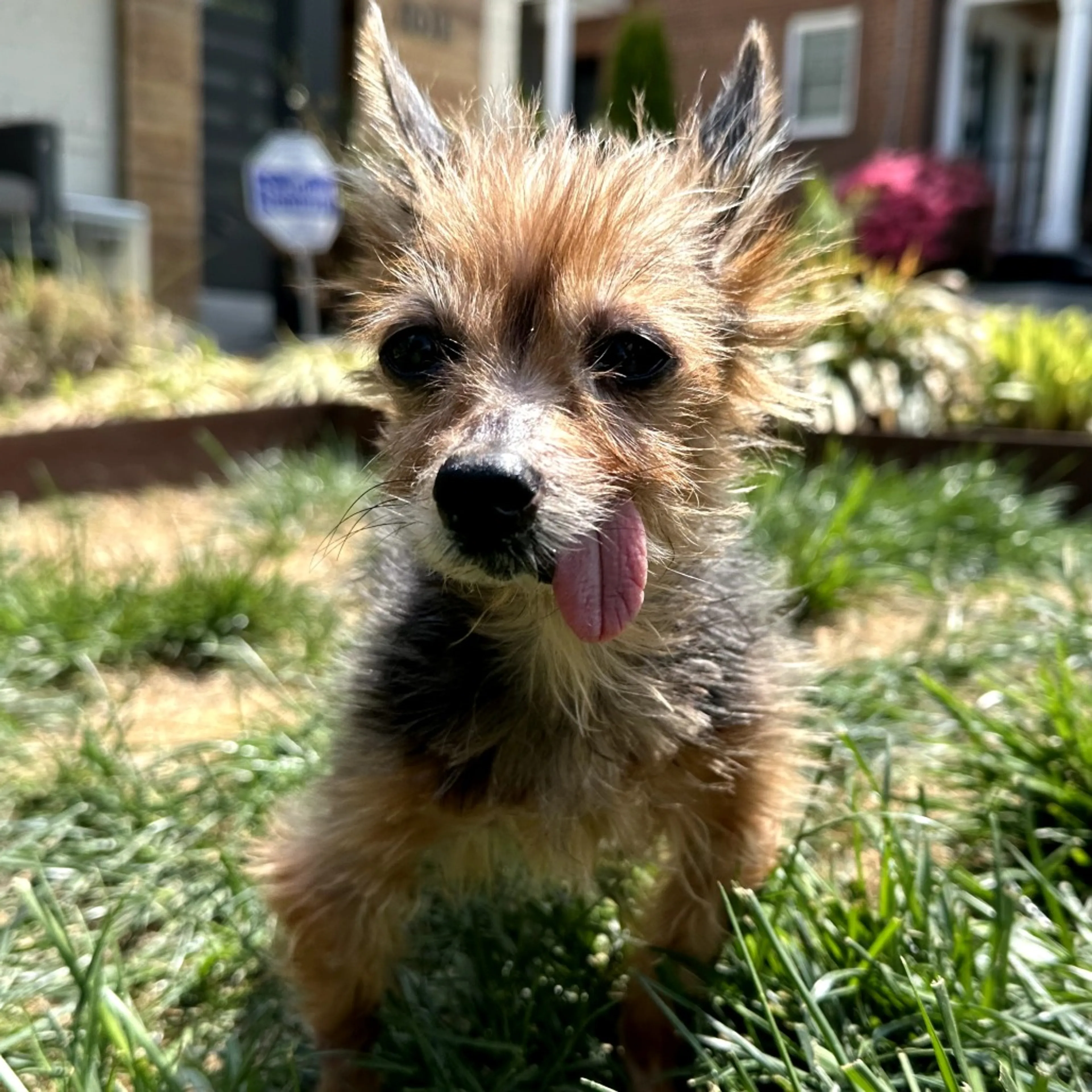 Found pet-3