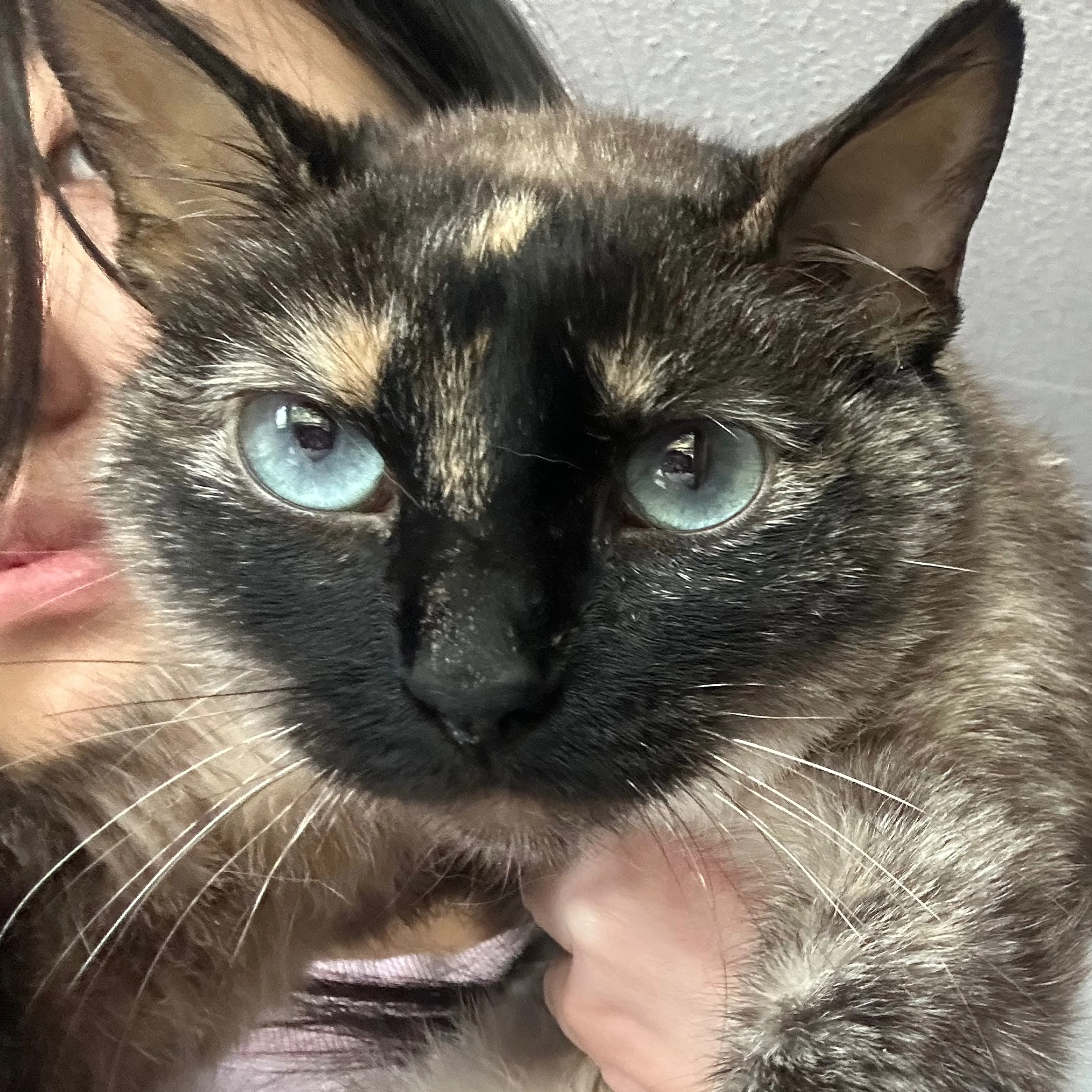 Lost pet-2