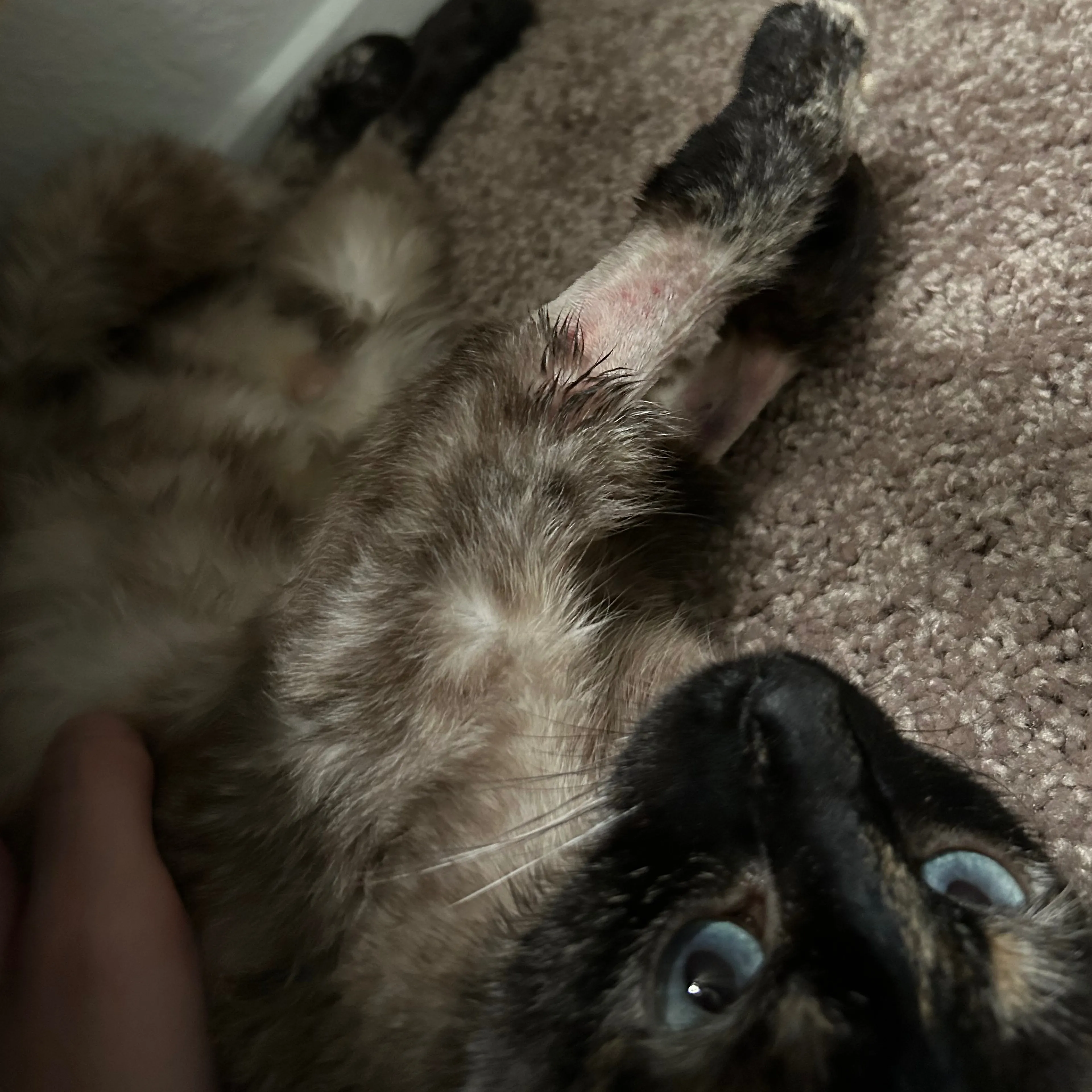 Lost pet-3