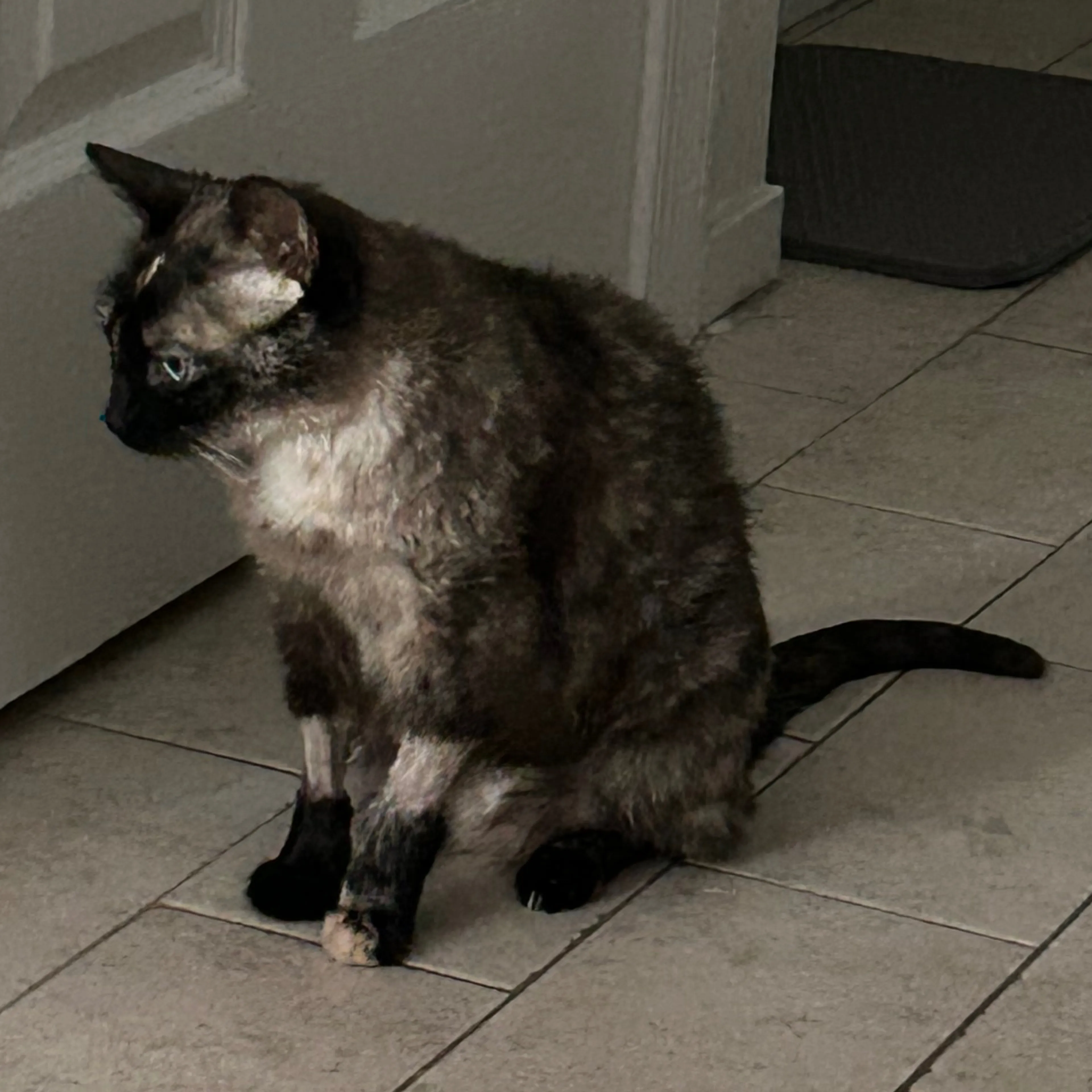 Lost pet-1