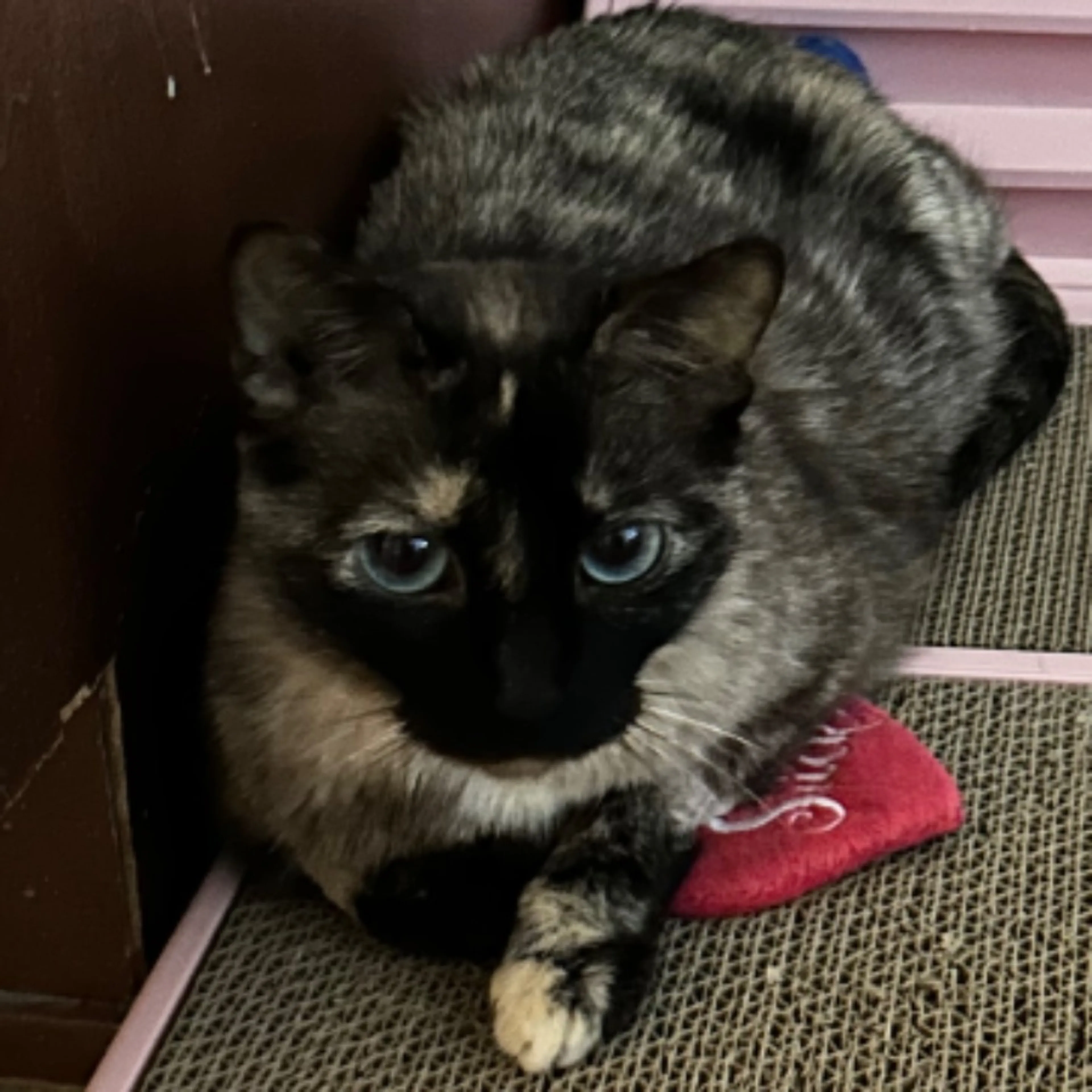 Lost pet-0