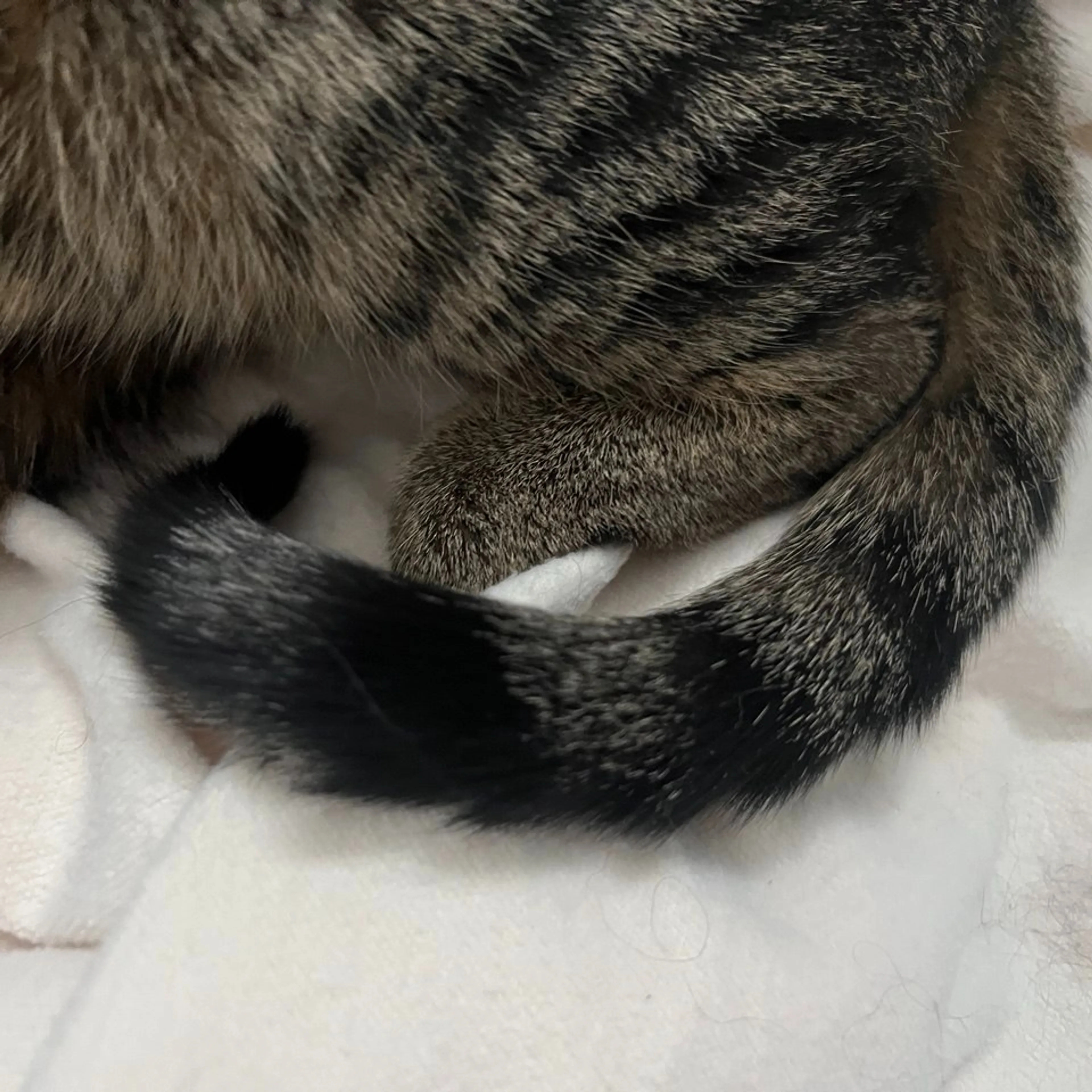 Found pet-3