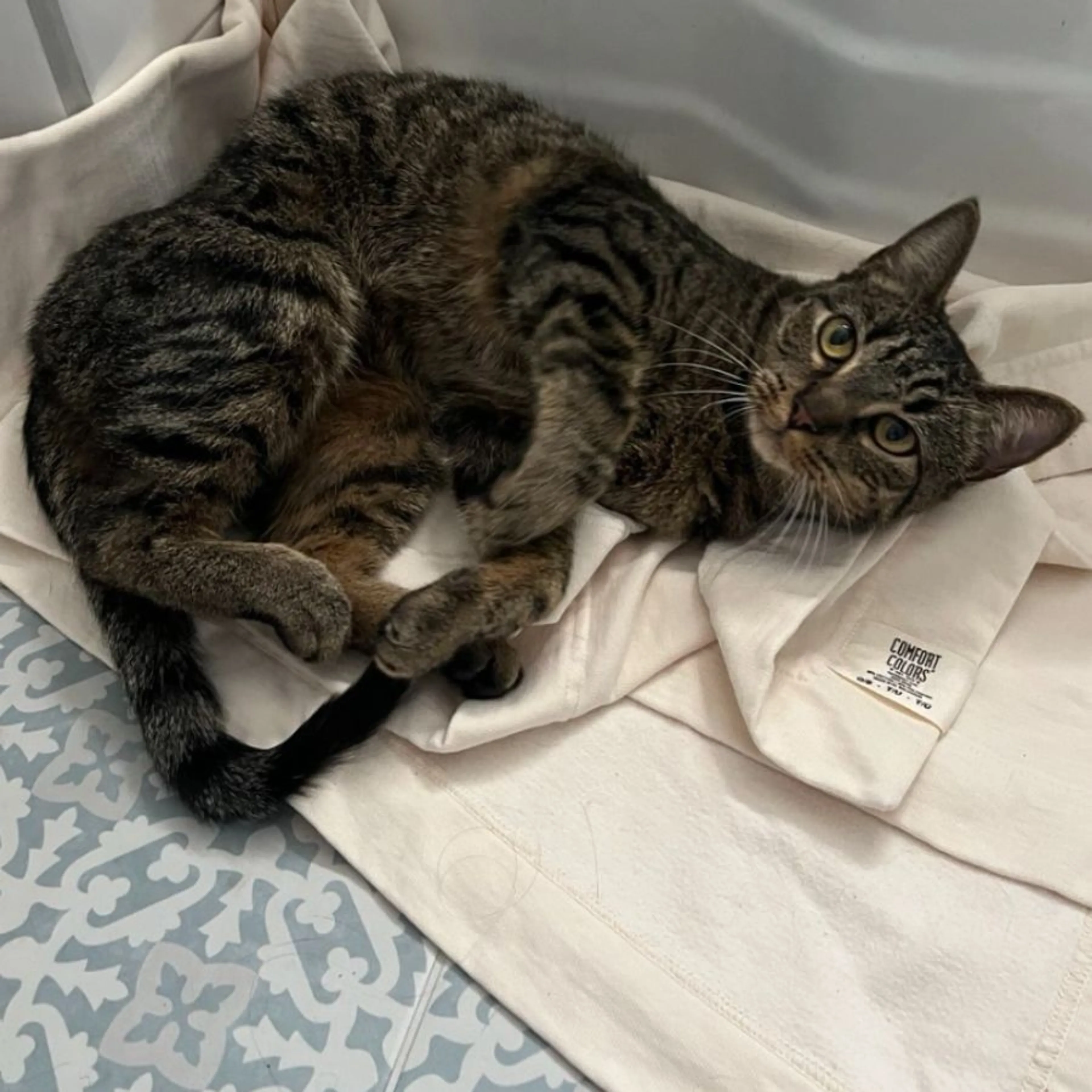 Found pet-0