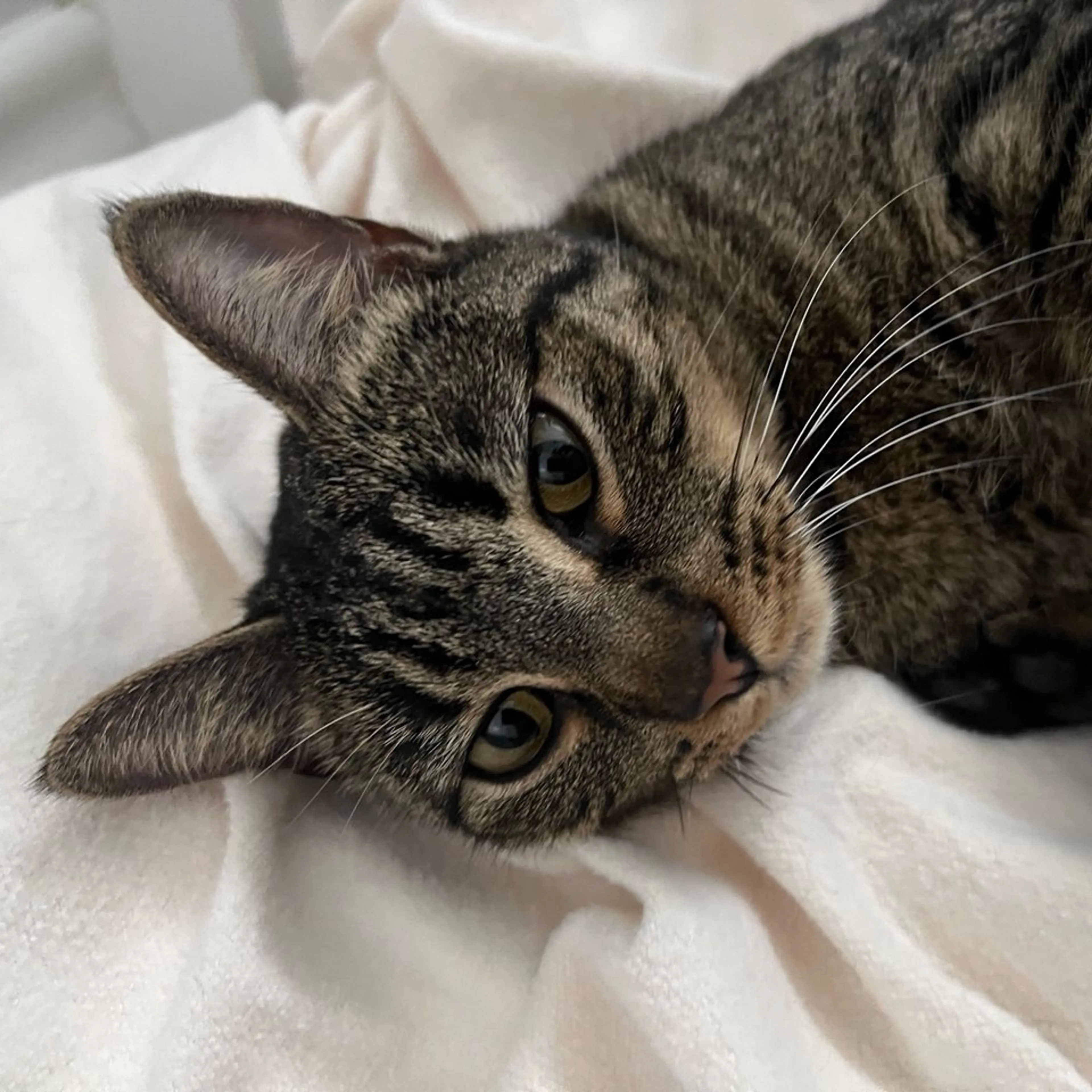Found pet-2