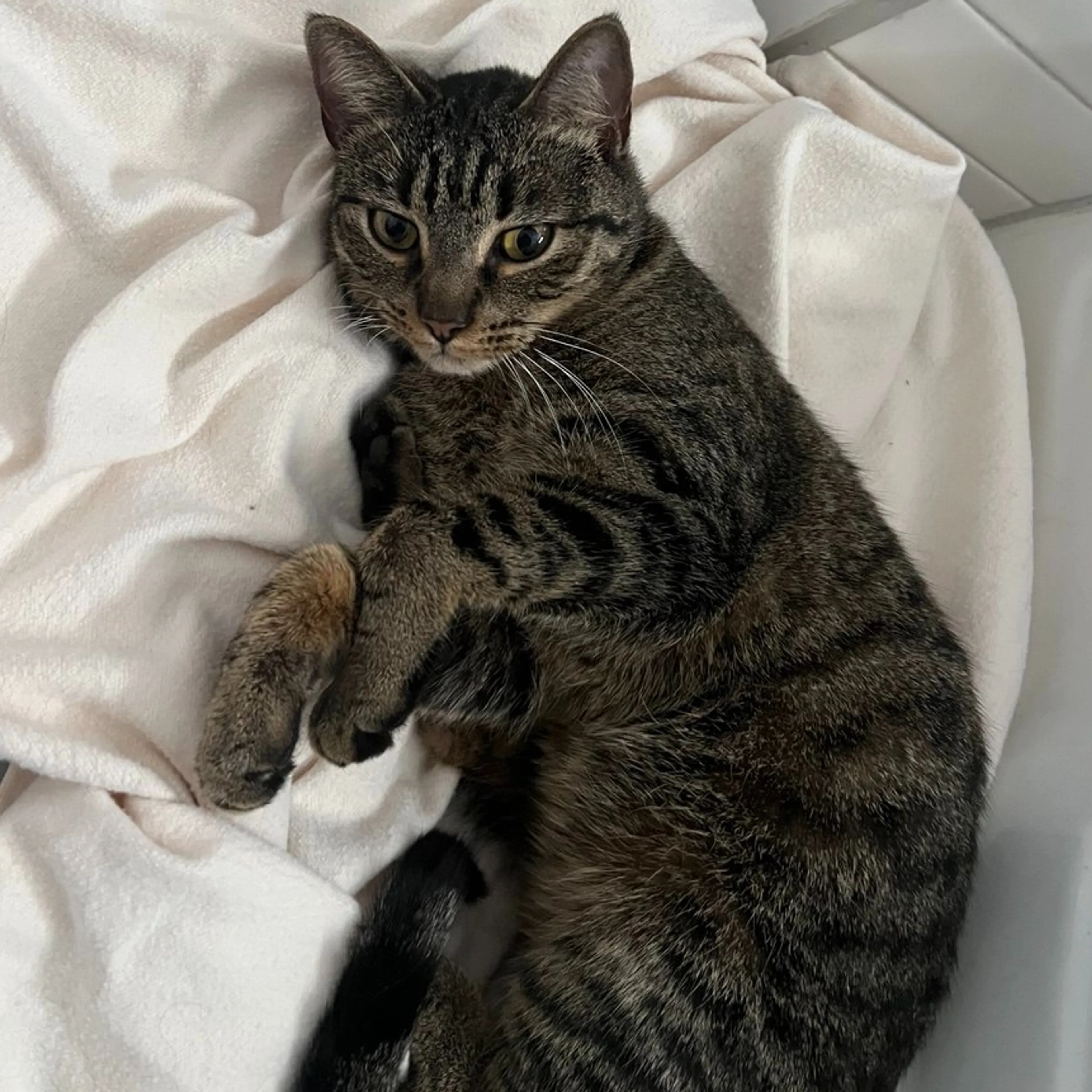 Found pet-1