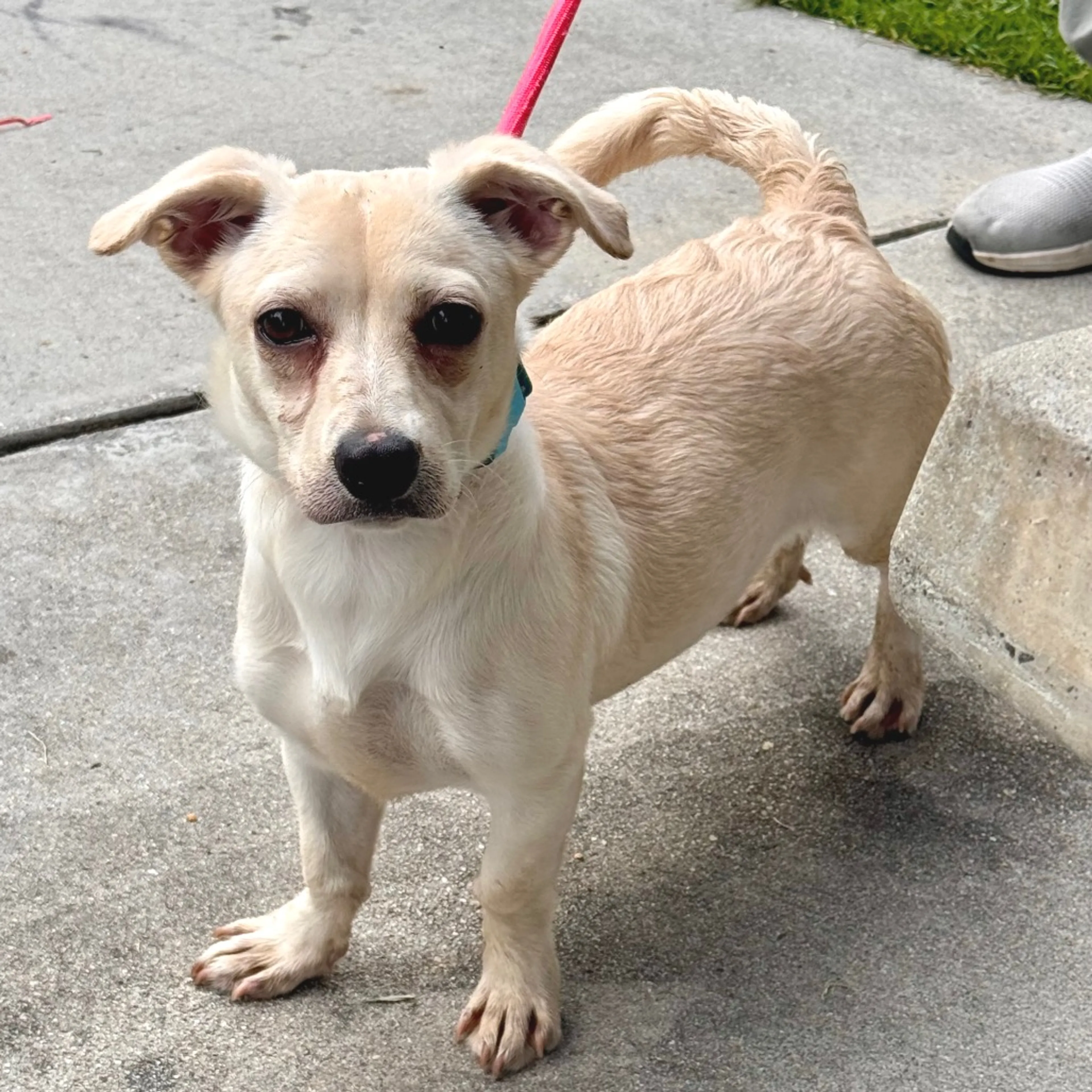 Found pet-3