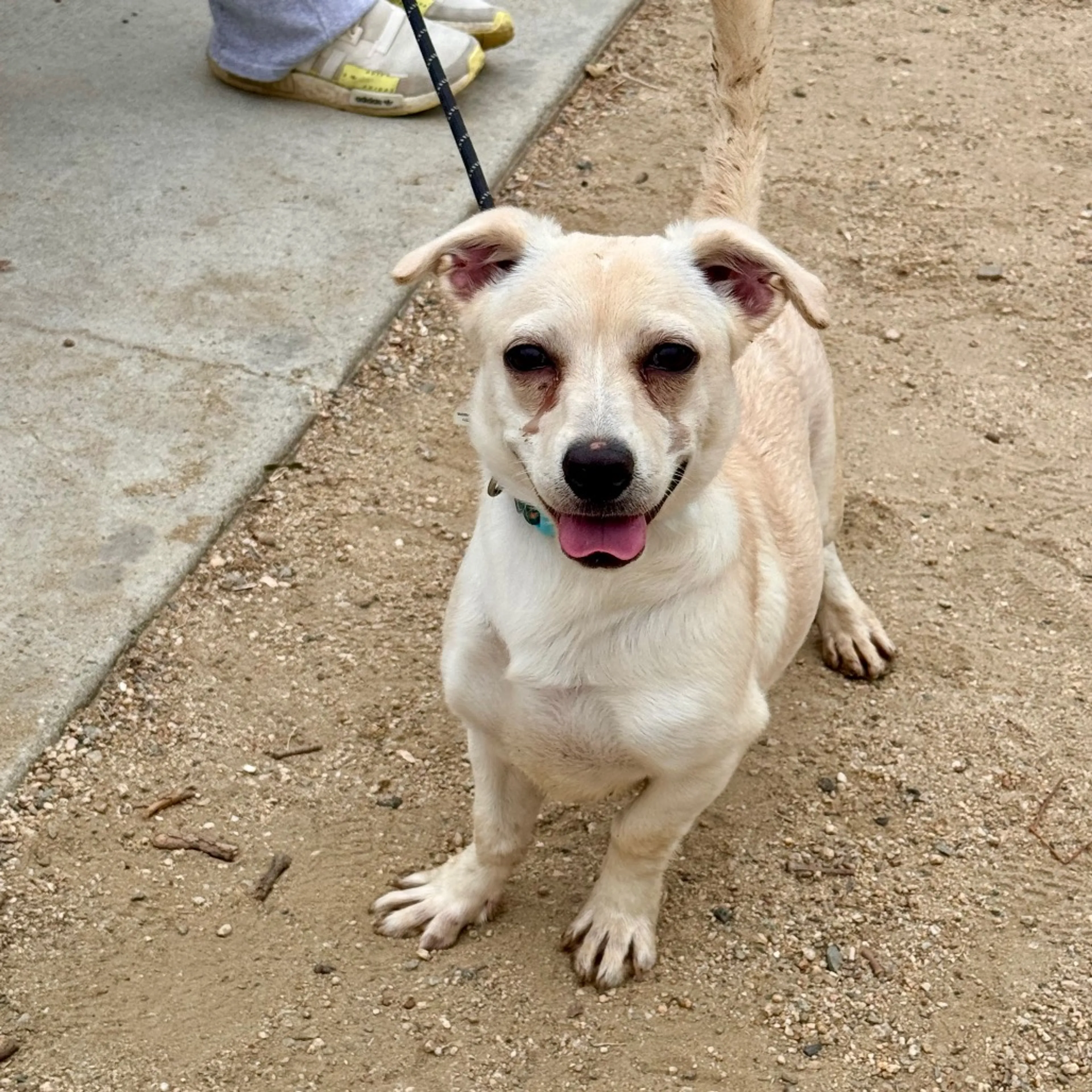 Found pet-5
