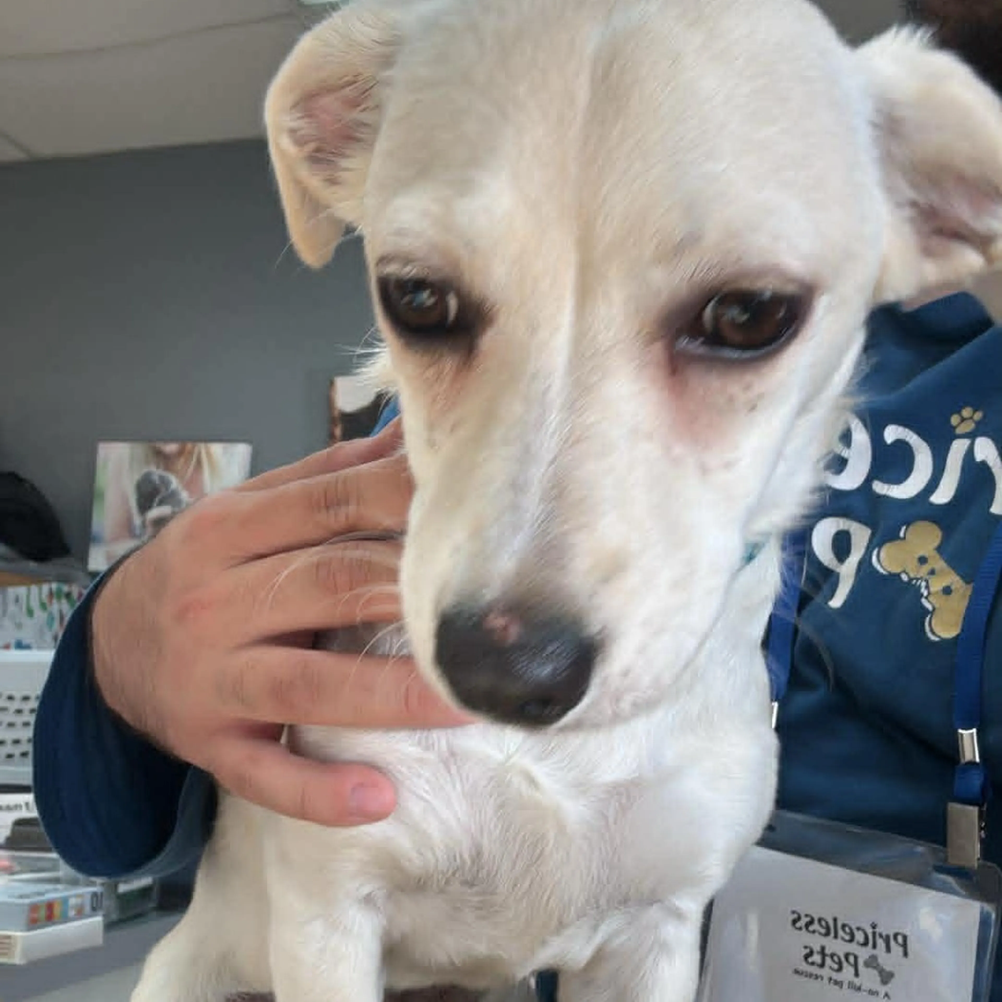Found pet-1