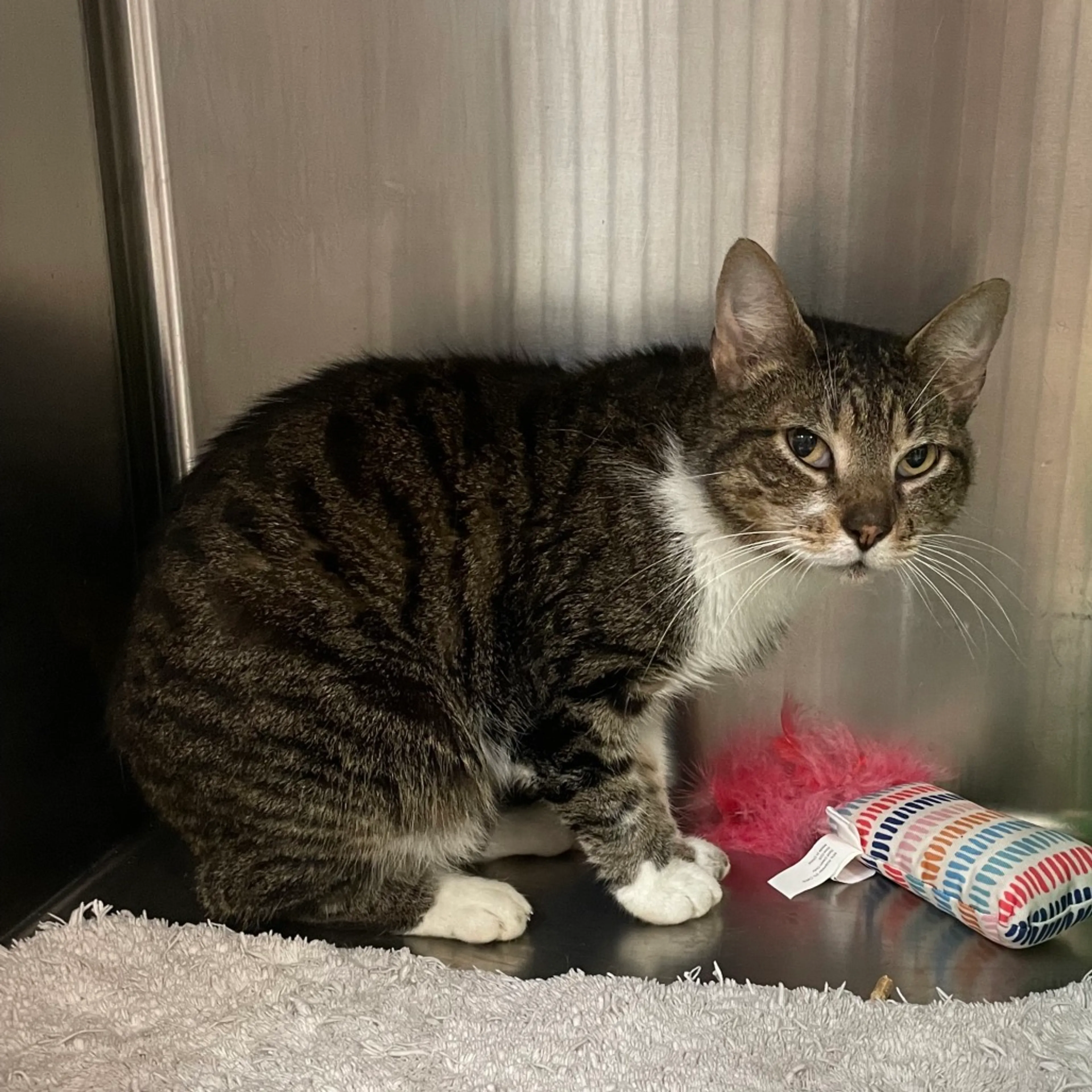 Found pet-1
