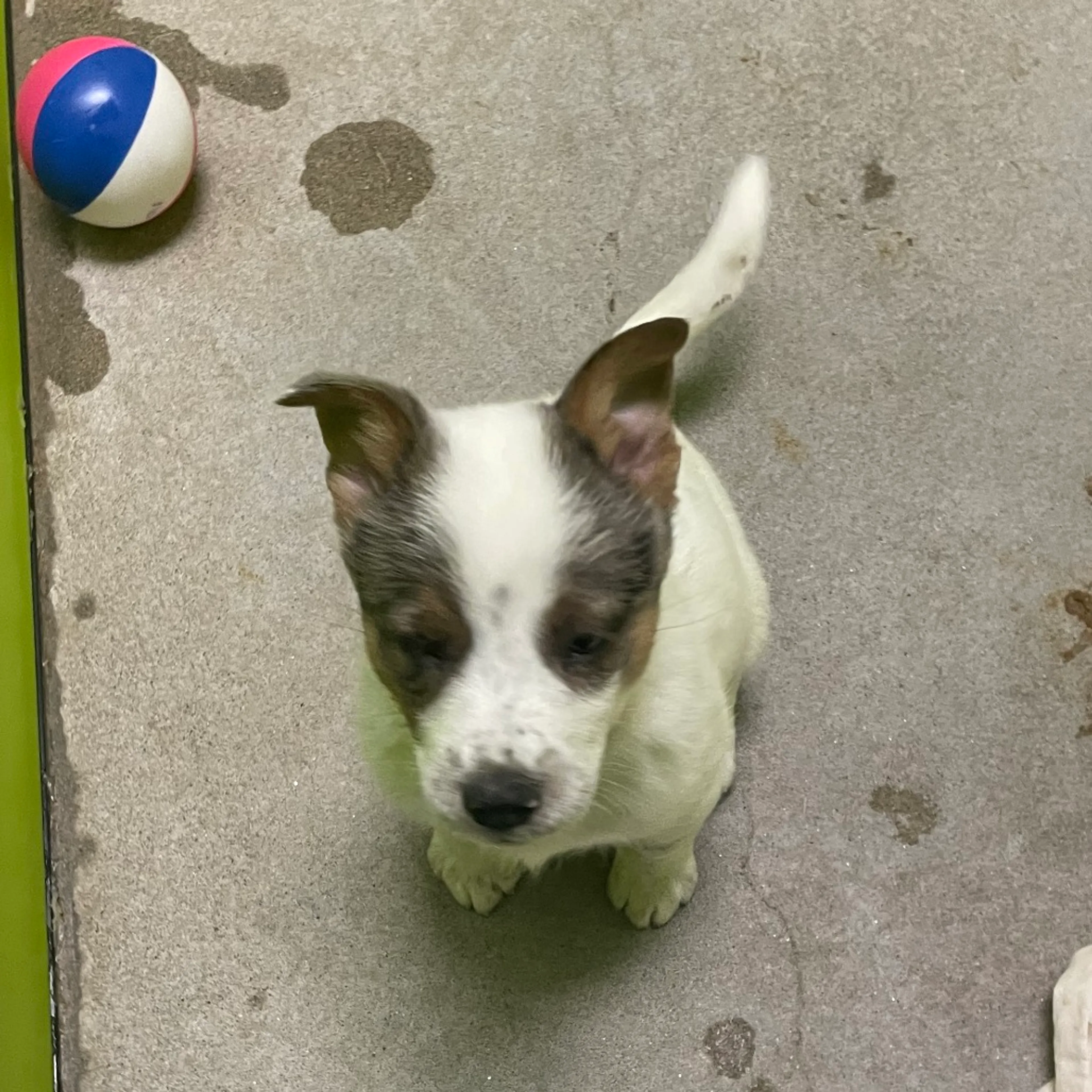 Found pet-1