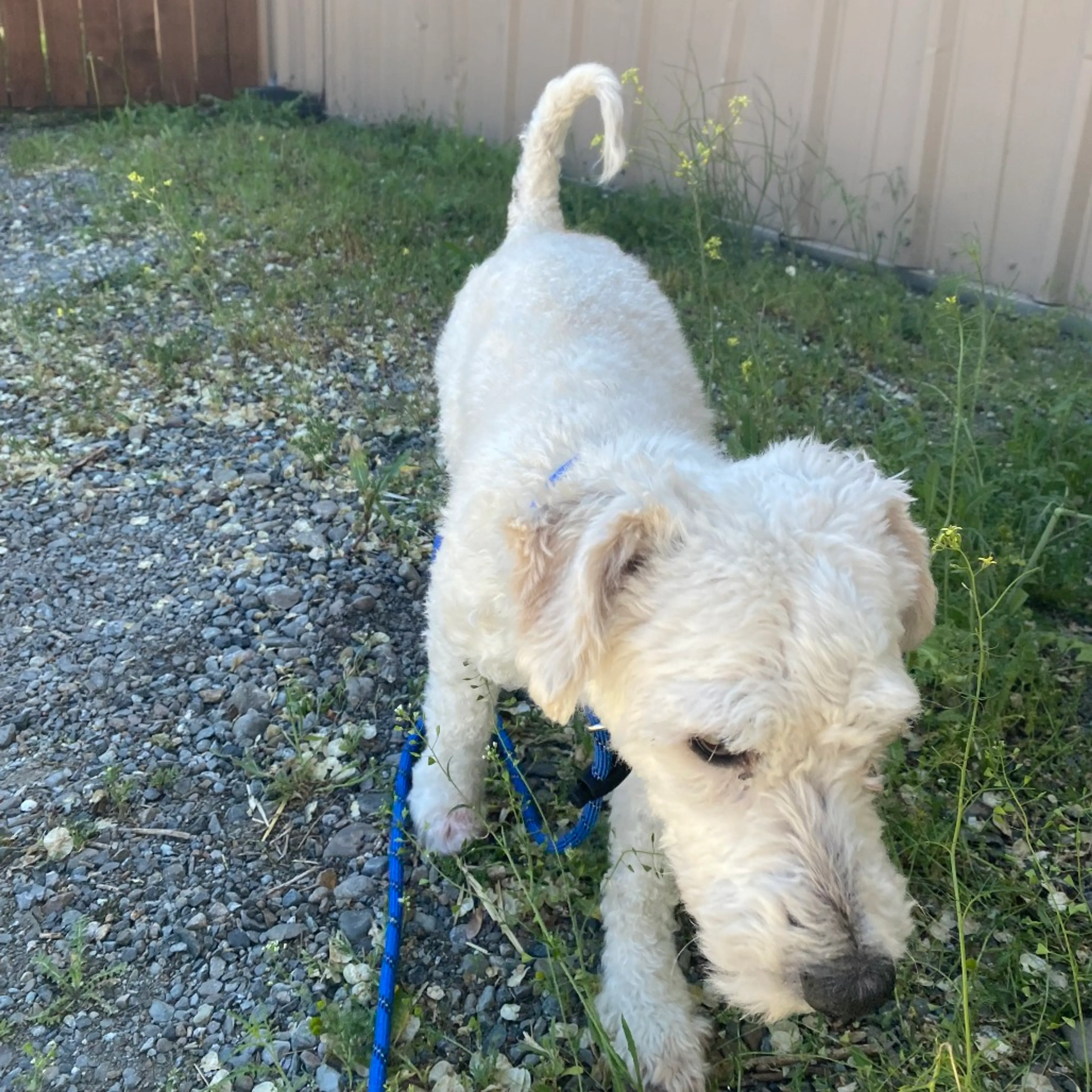 Found pet-1