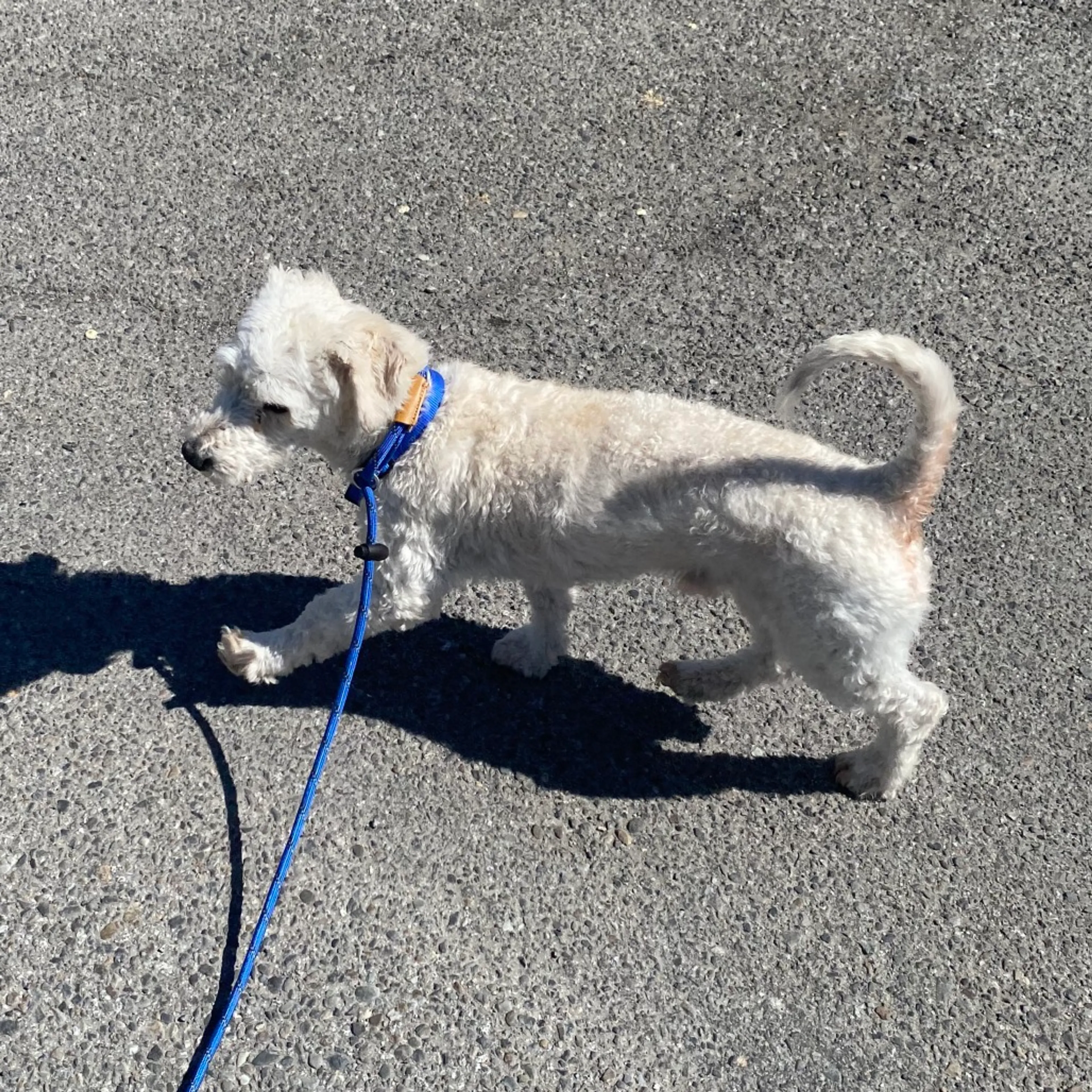 Found pet-2