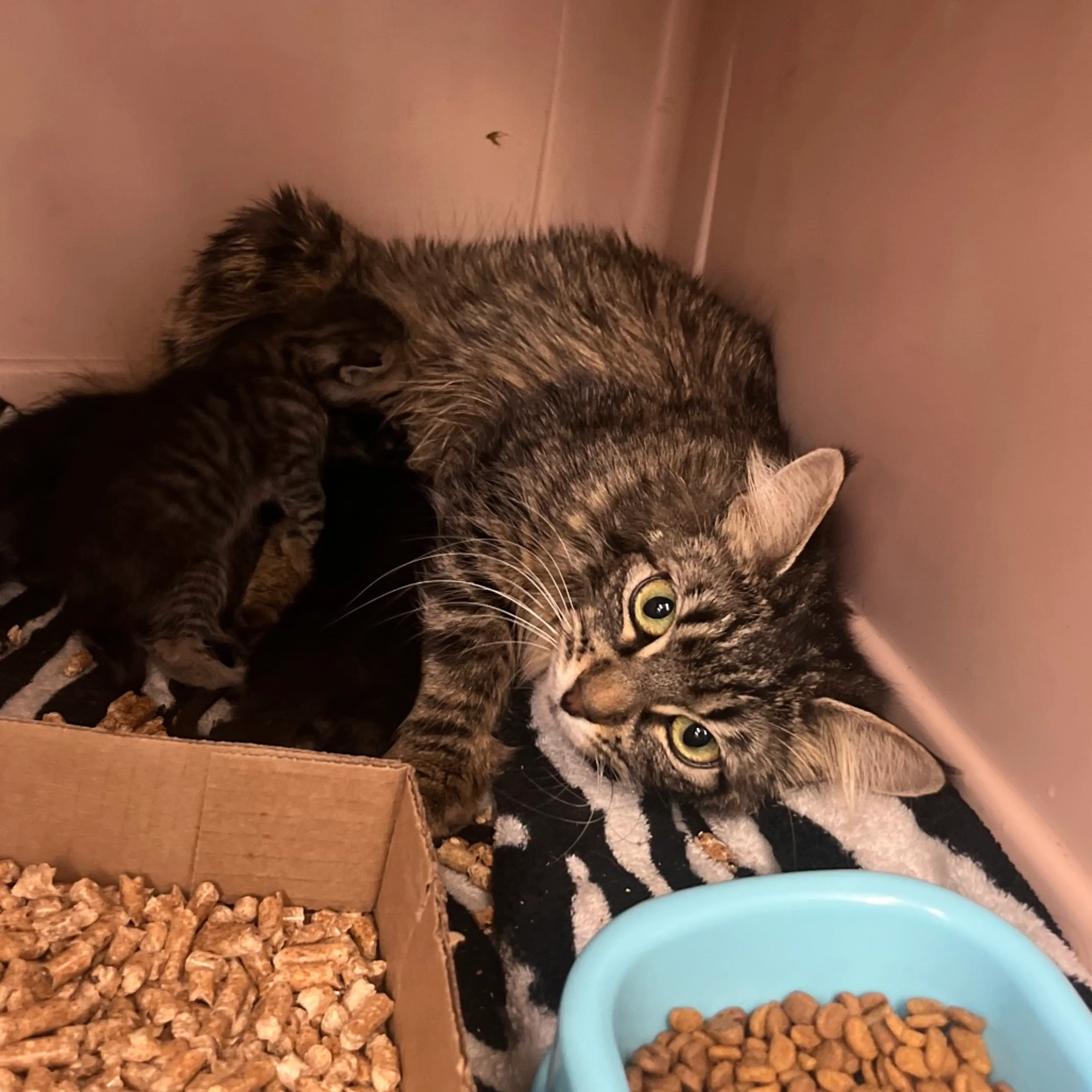 Found pet