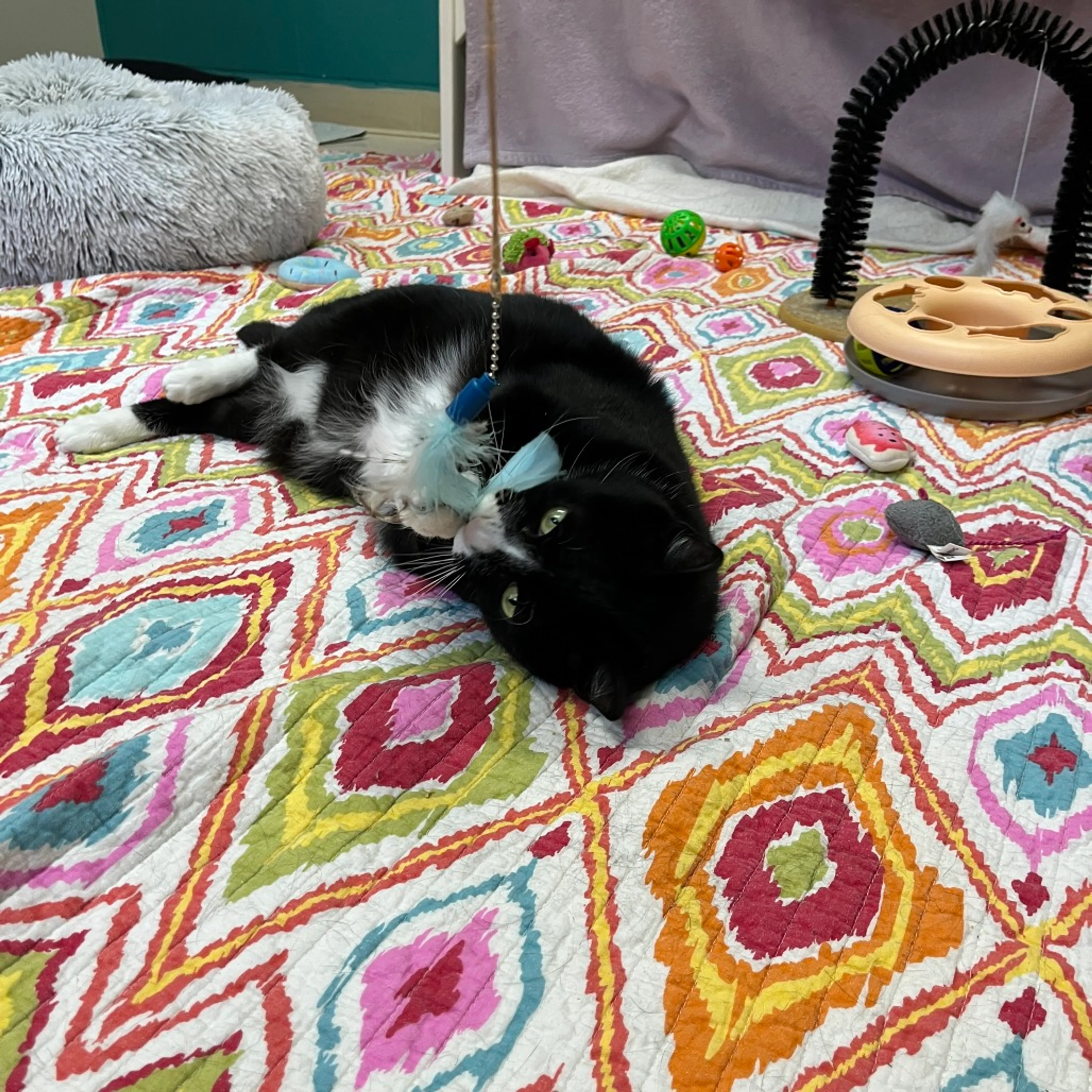 Found pet-2