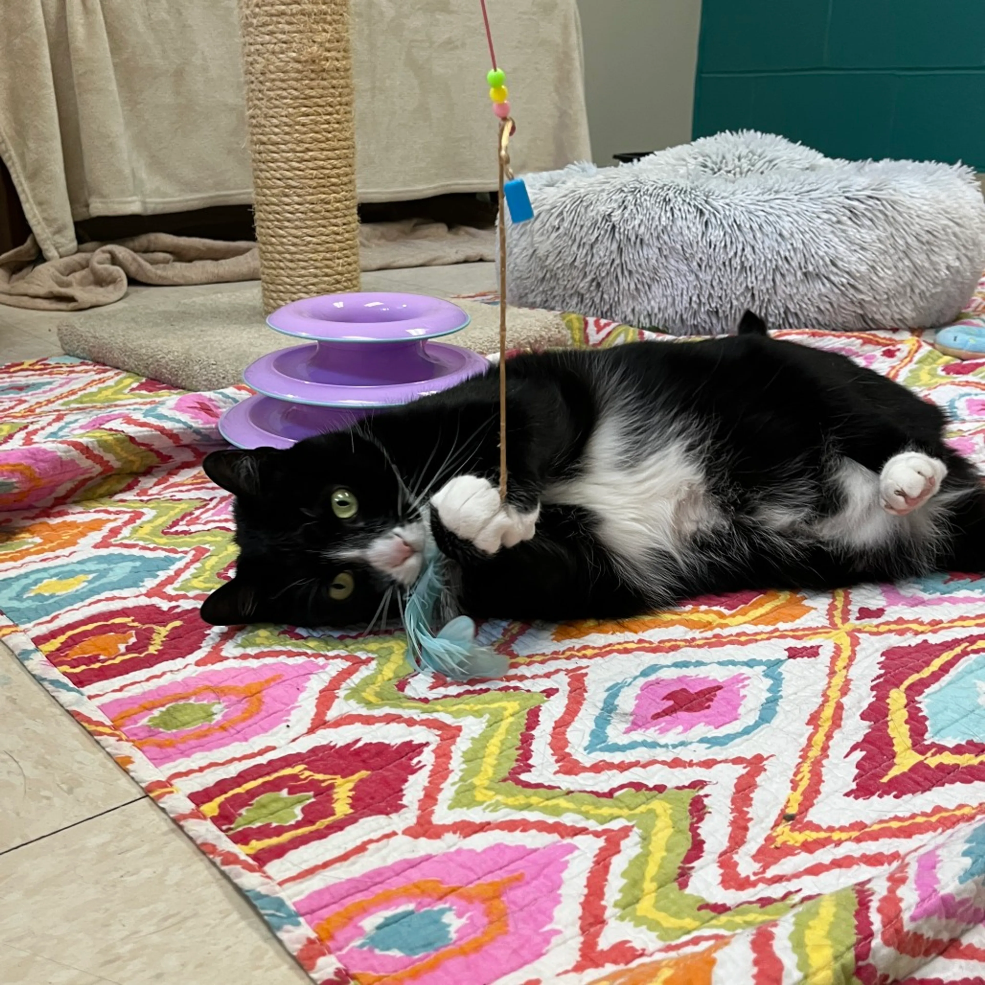 Found pet-1