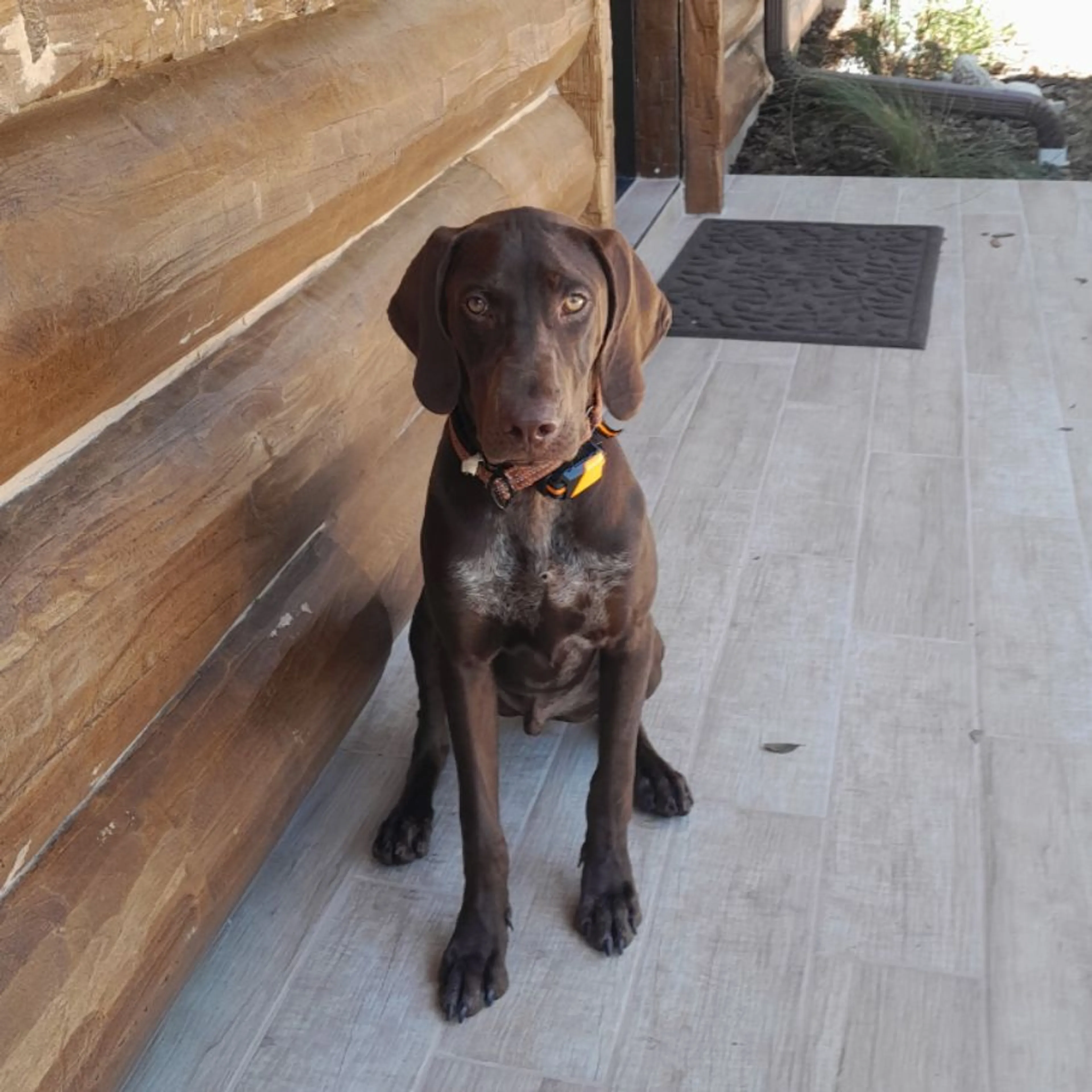 Lost pet