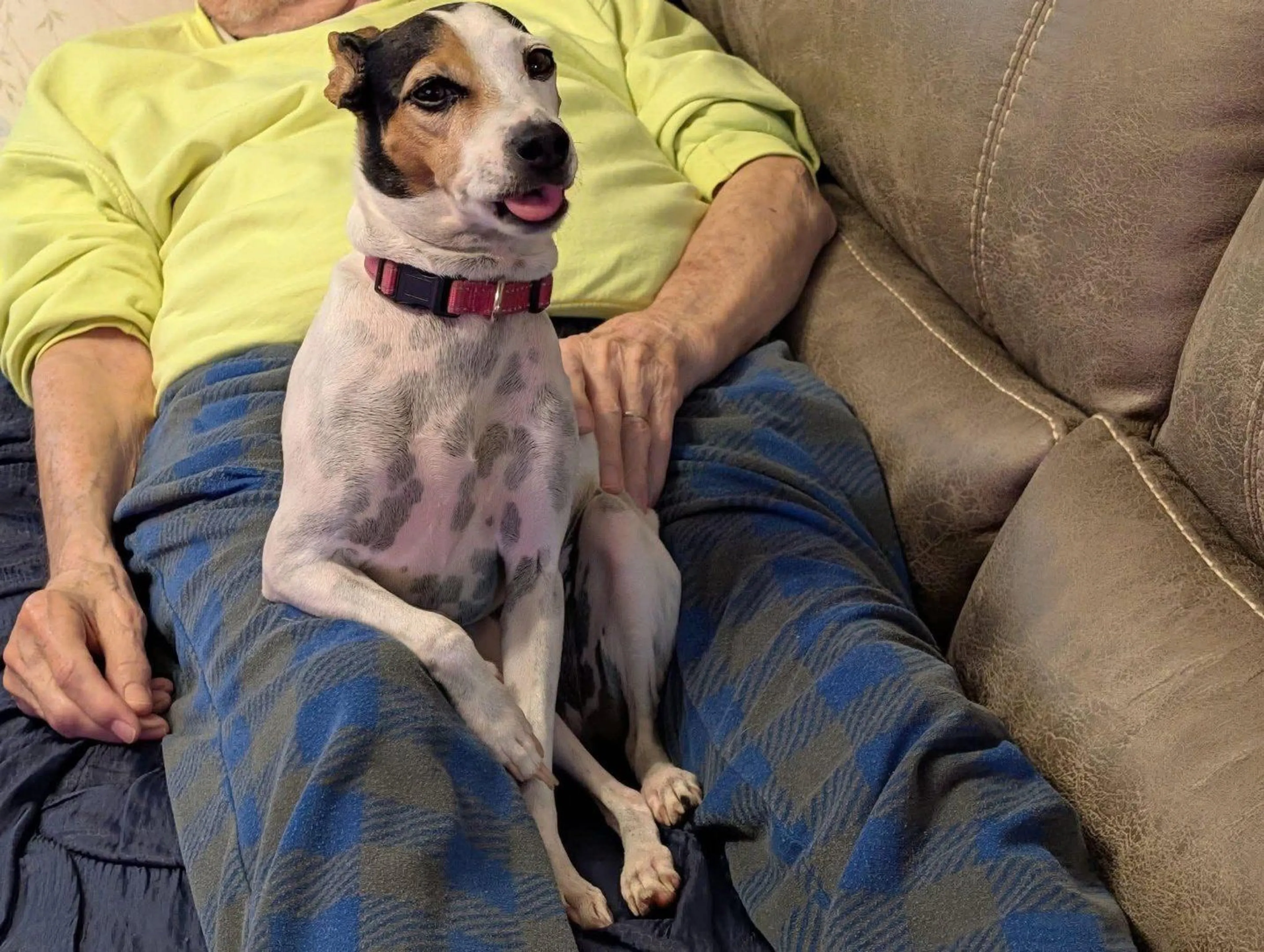 Lost pet
