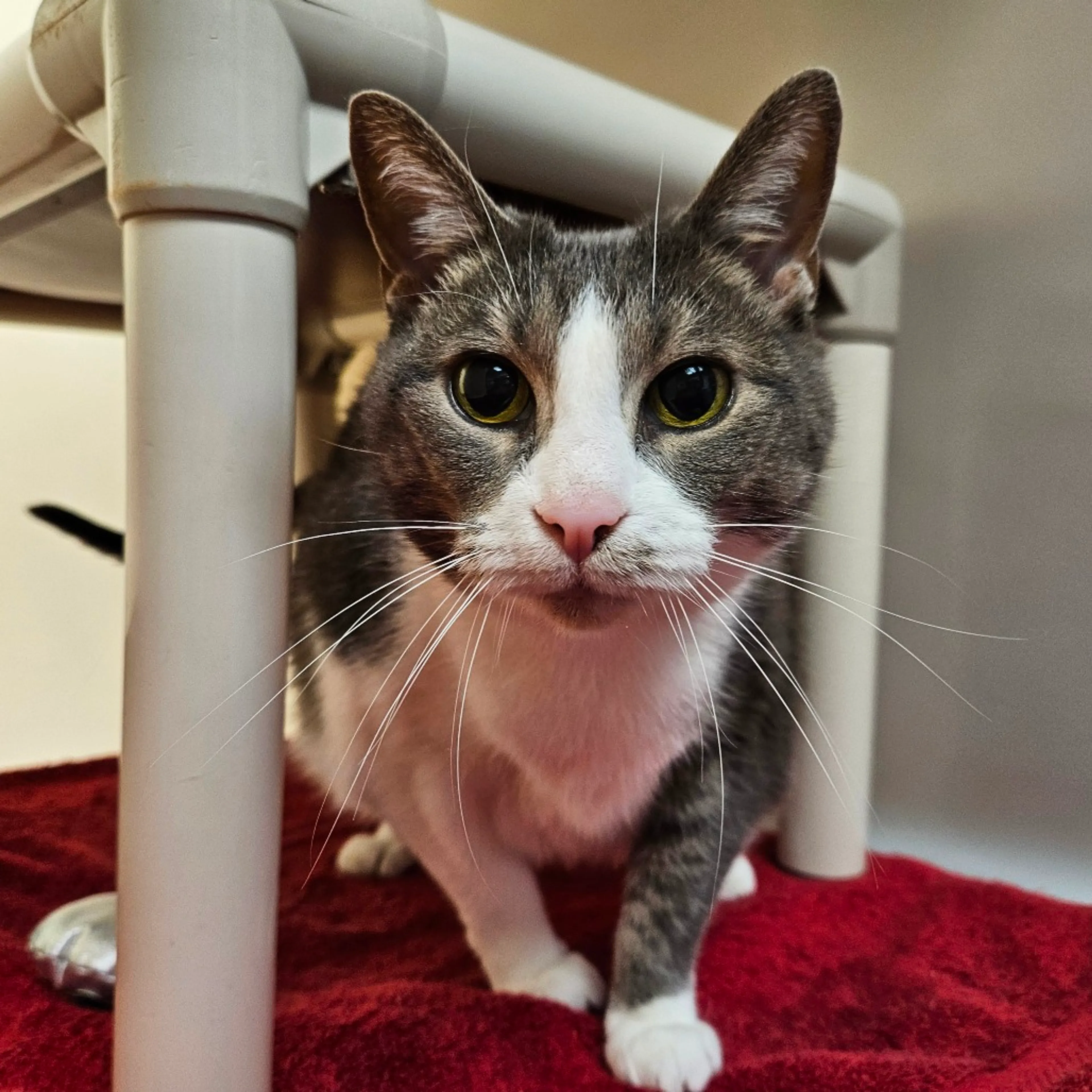 Found pet-5