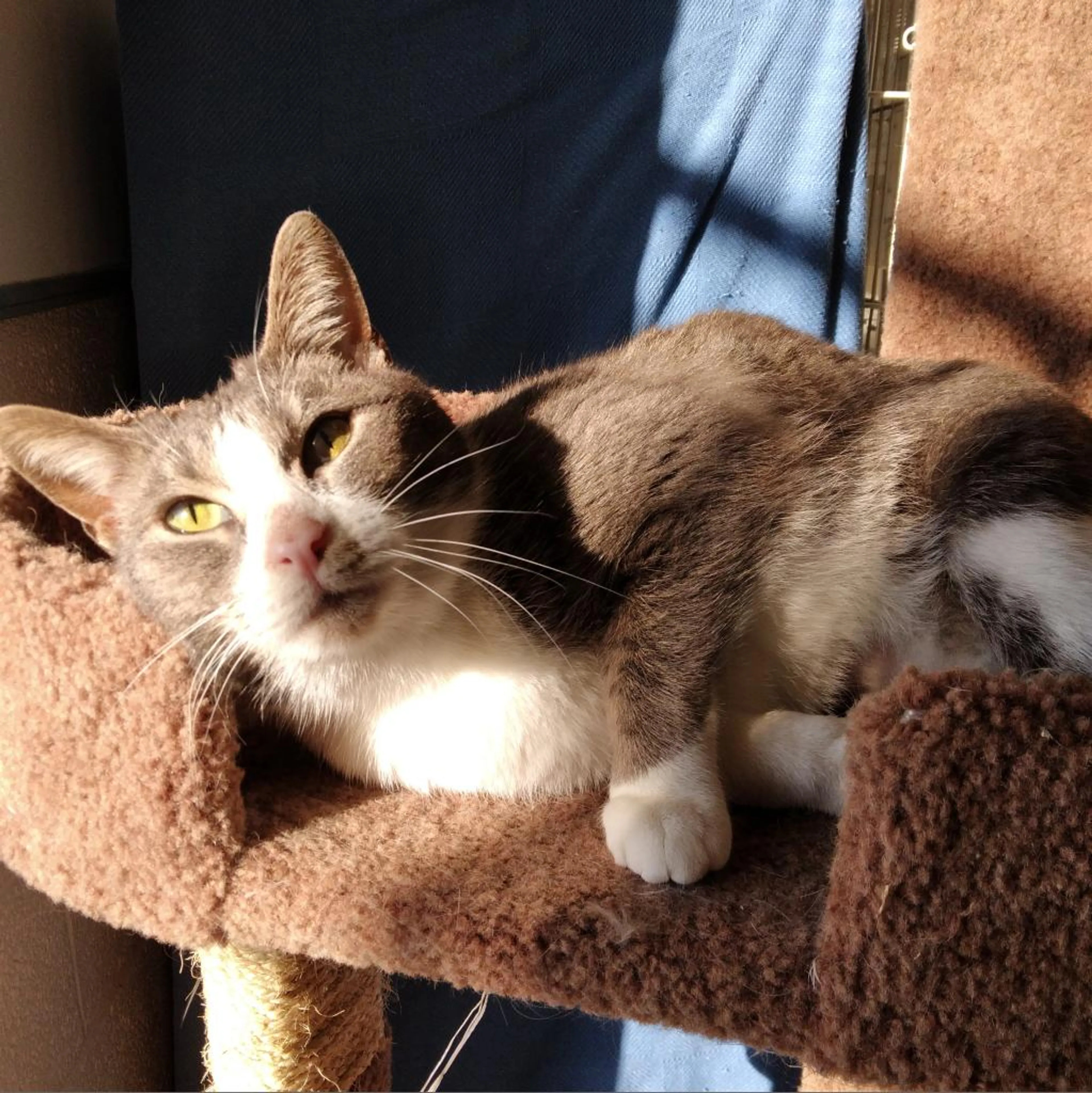 Found pet-2